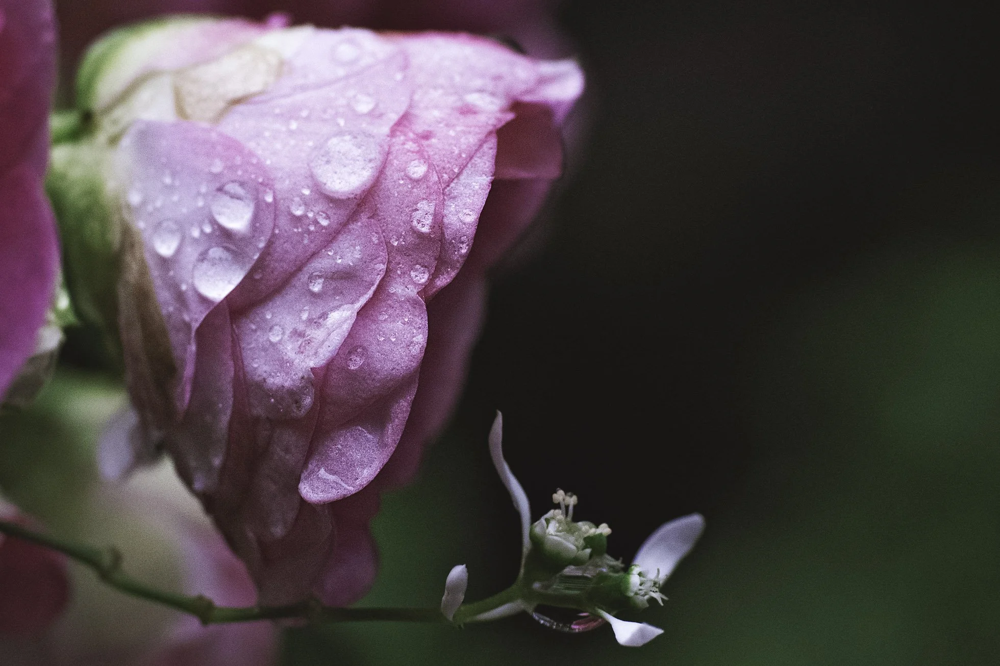 untitled shoot-041-Edit copy.jpg