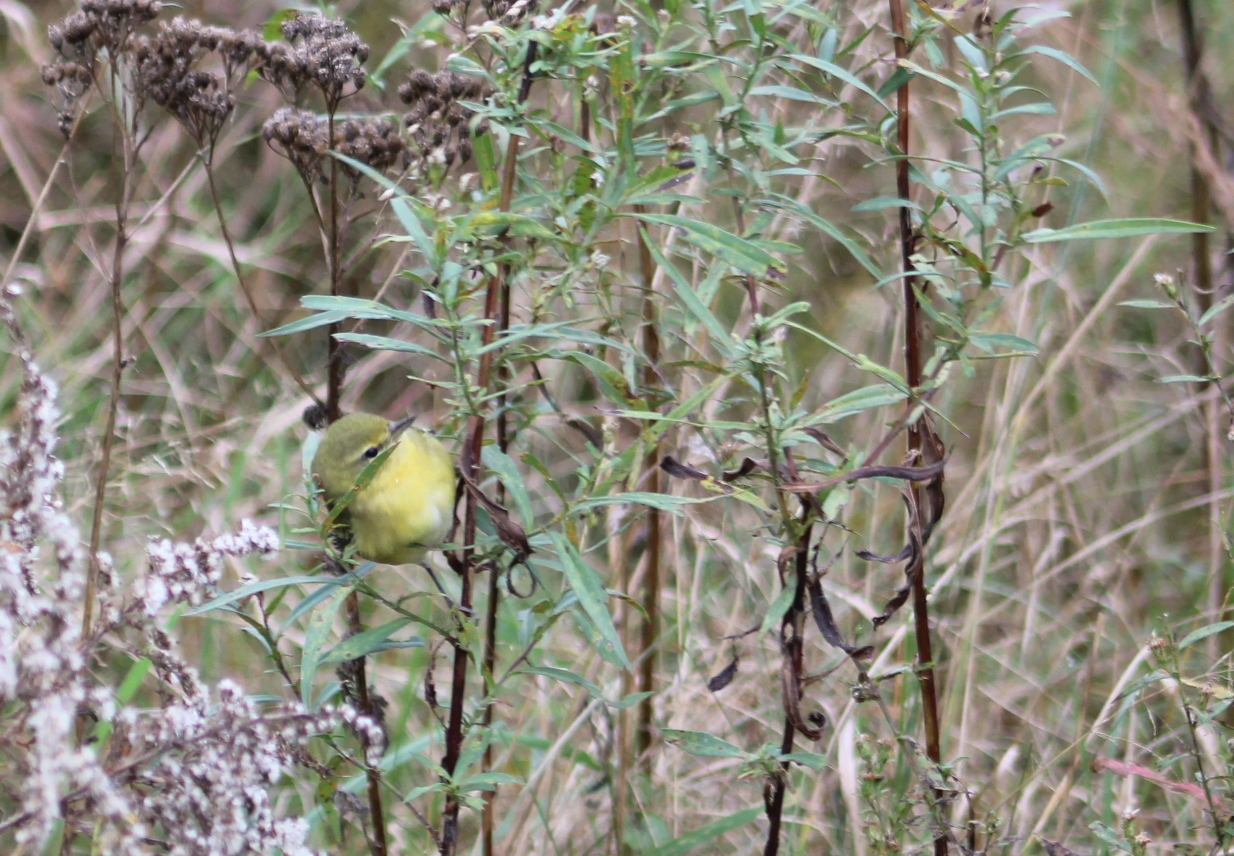 A Nashville Warbler.JPG