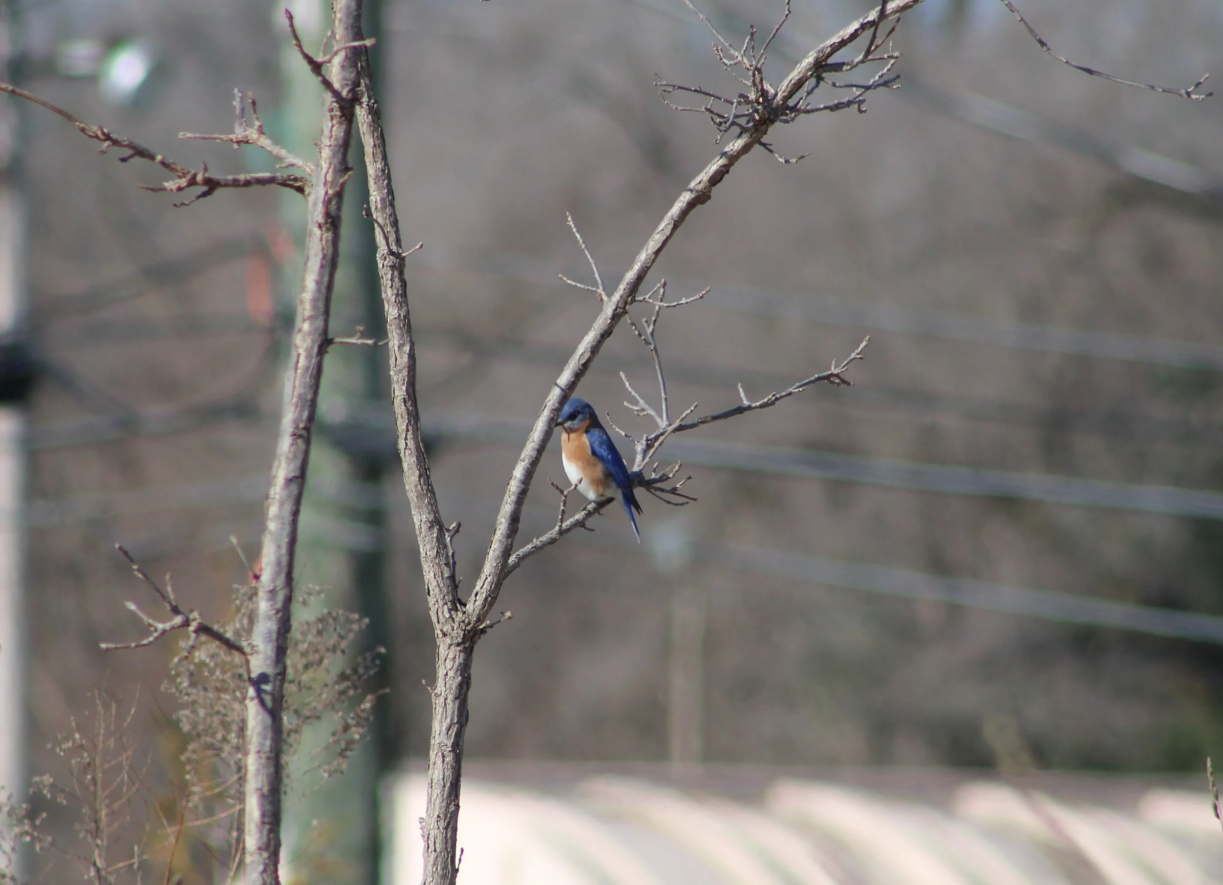 A Eastern Bluebird.JPG