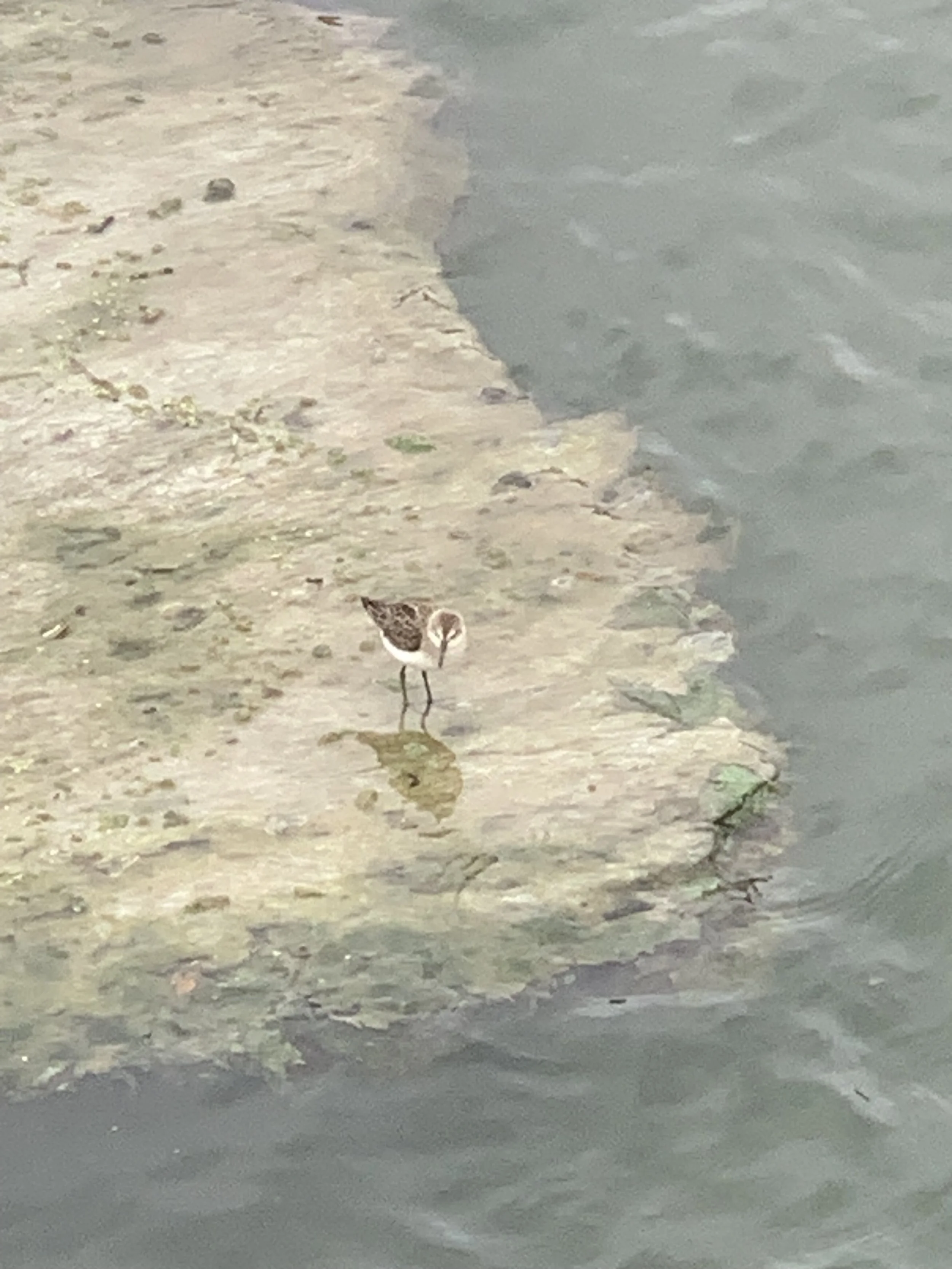 G Least Sandpiper.jpg