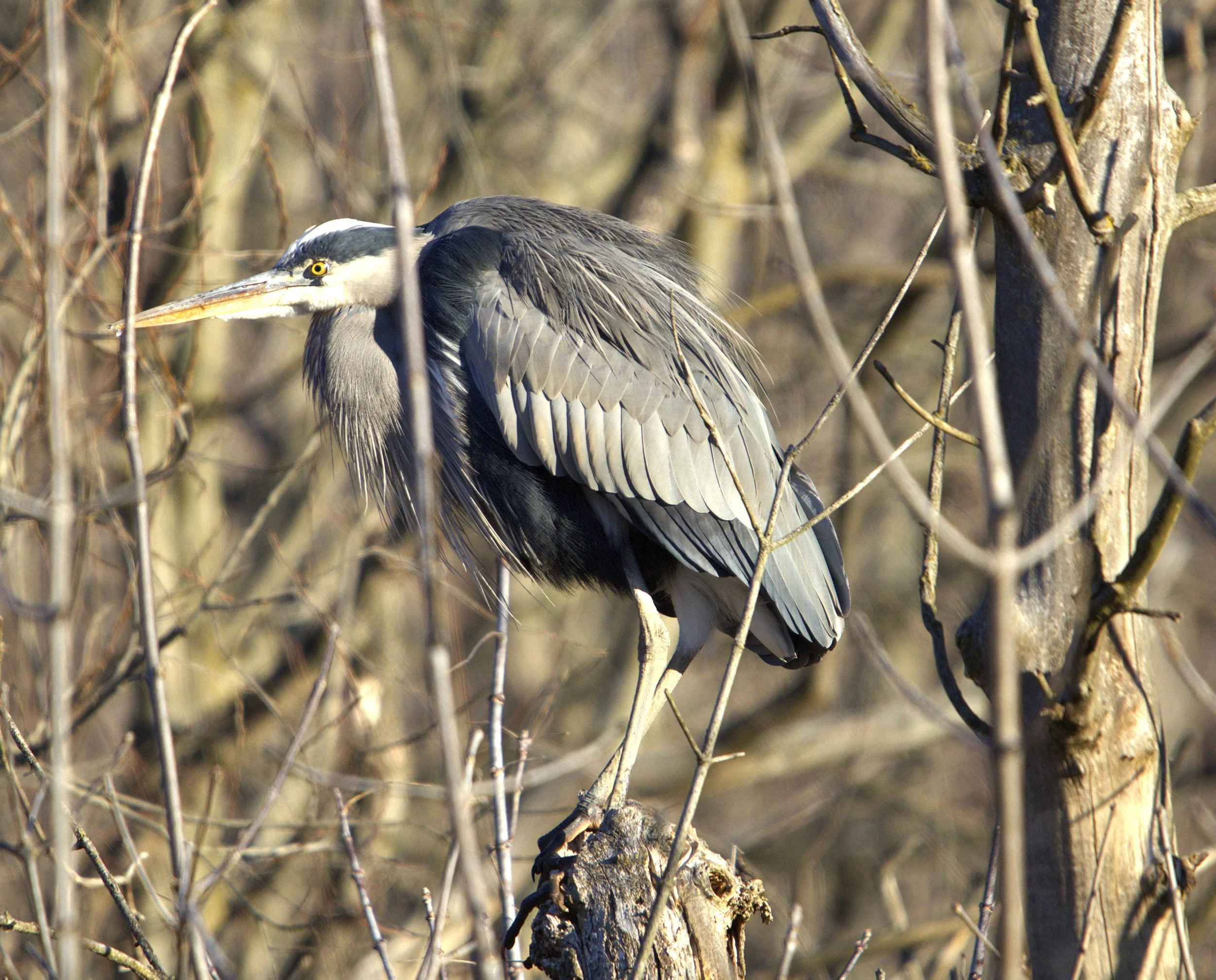 Herons