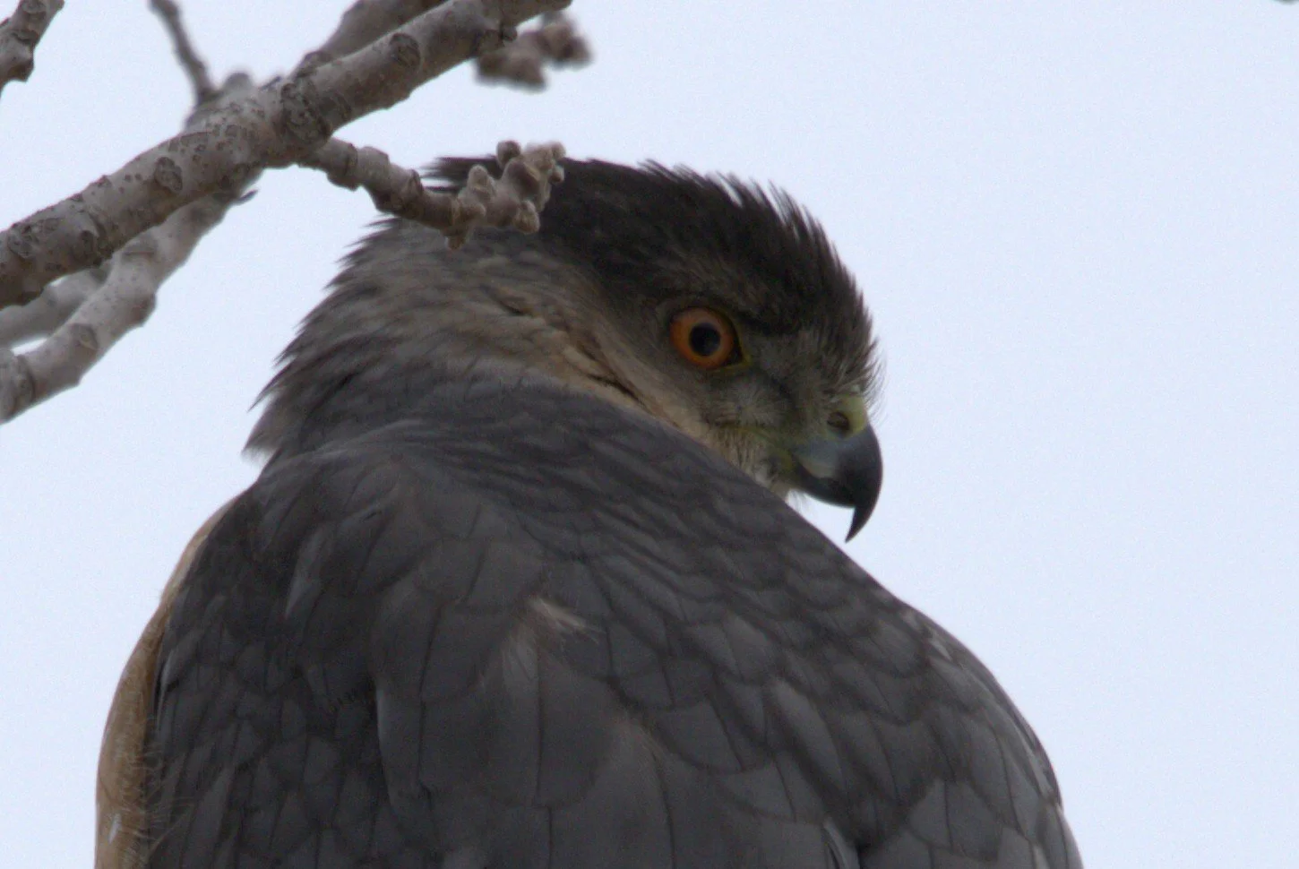 Hawks, Vultures & Falcons