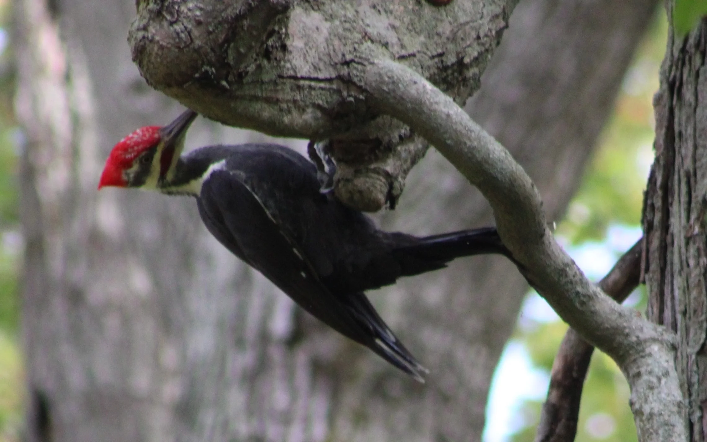 E+Pileated+Woodpecker.jpg