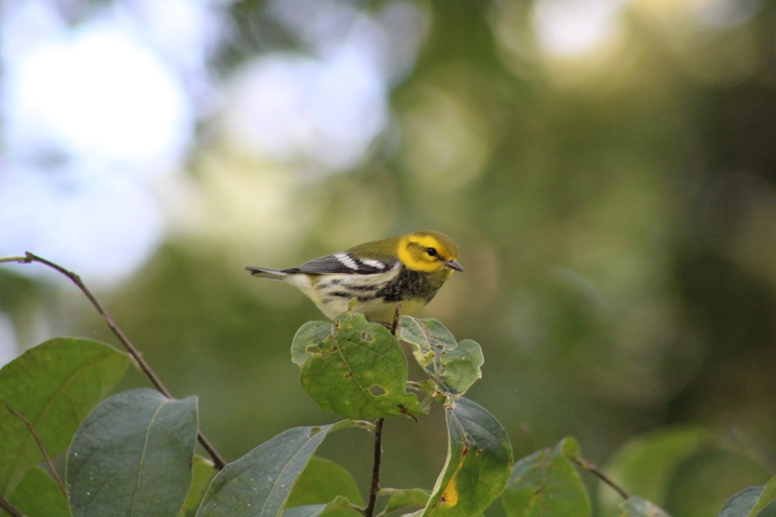 Wood Warblers
