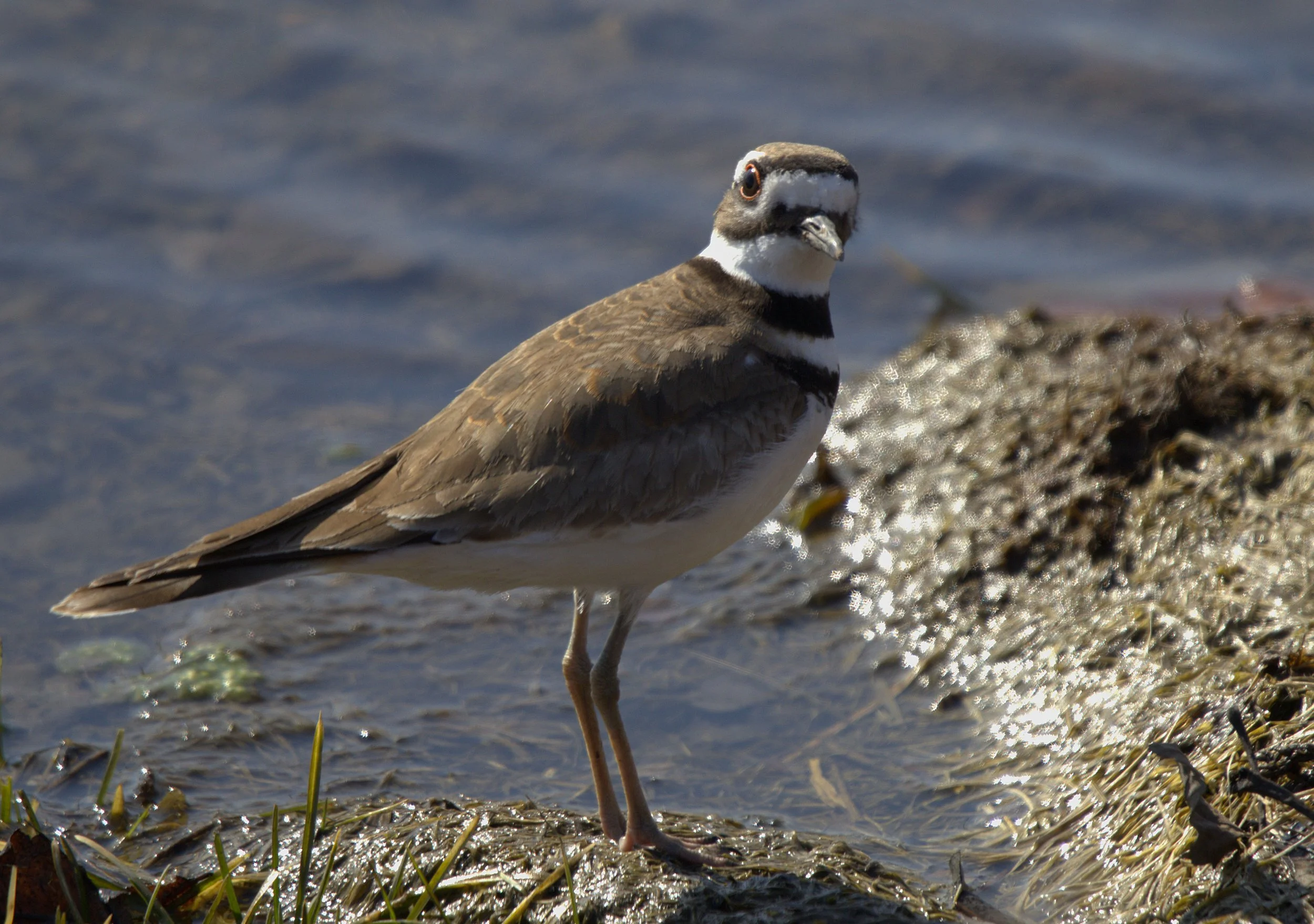 Shorebirds