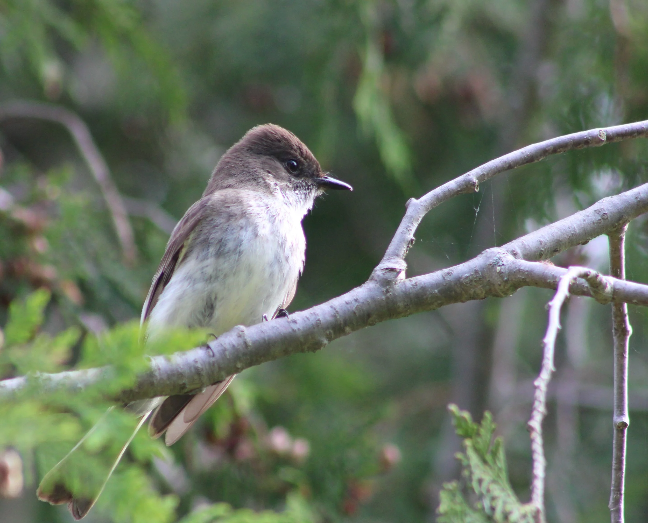 Flycatchers