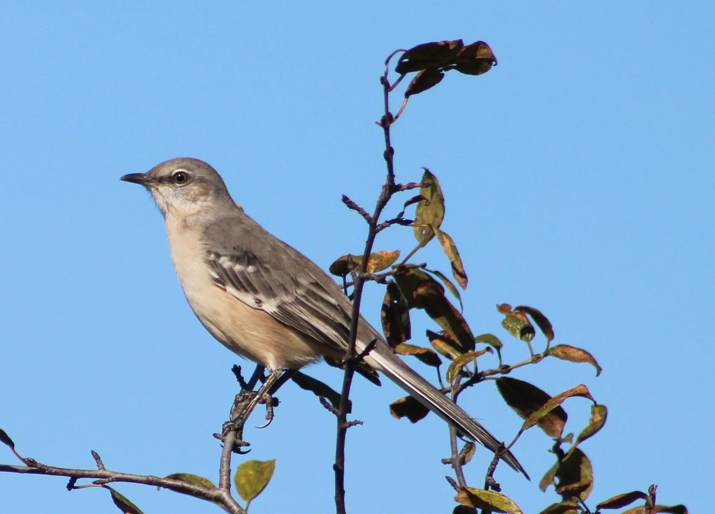 Catbirds, Mockingbirds & Thrashers