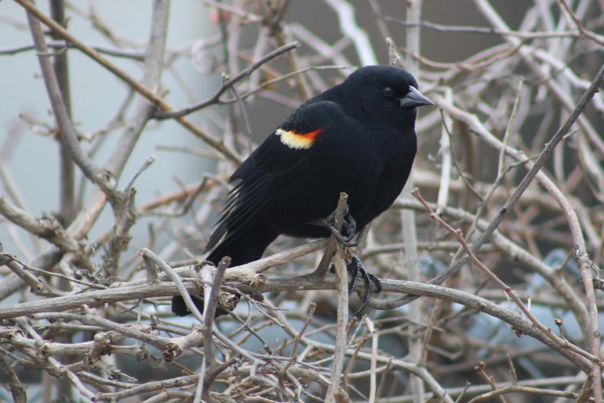 E+Red-winged+Blackbird.jpg