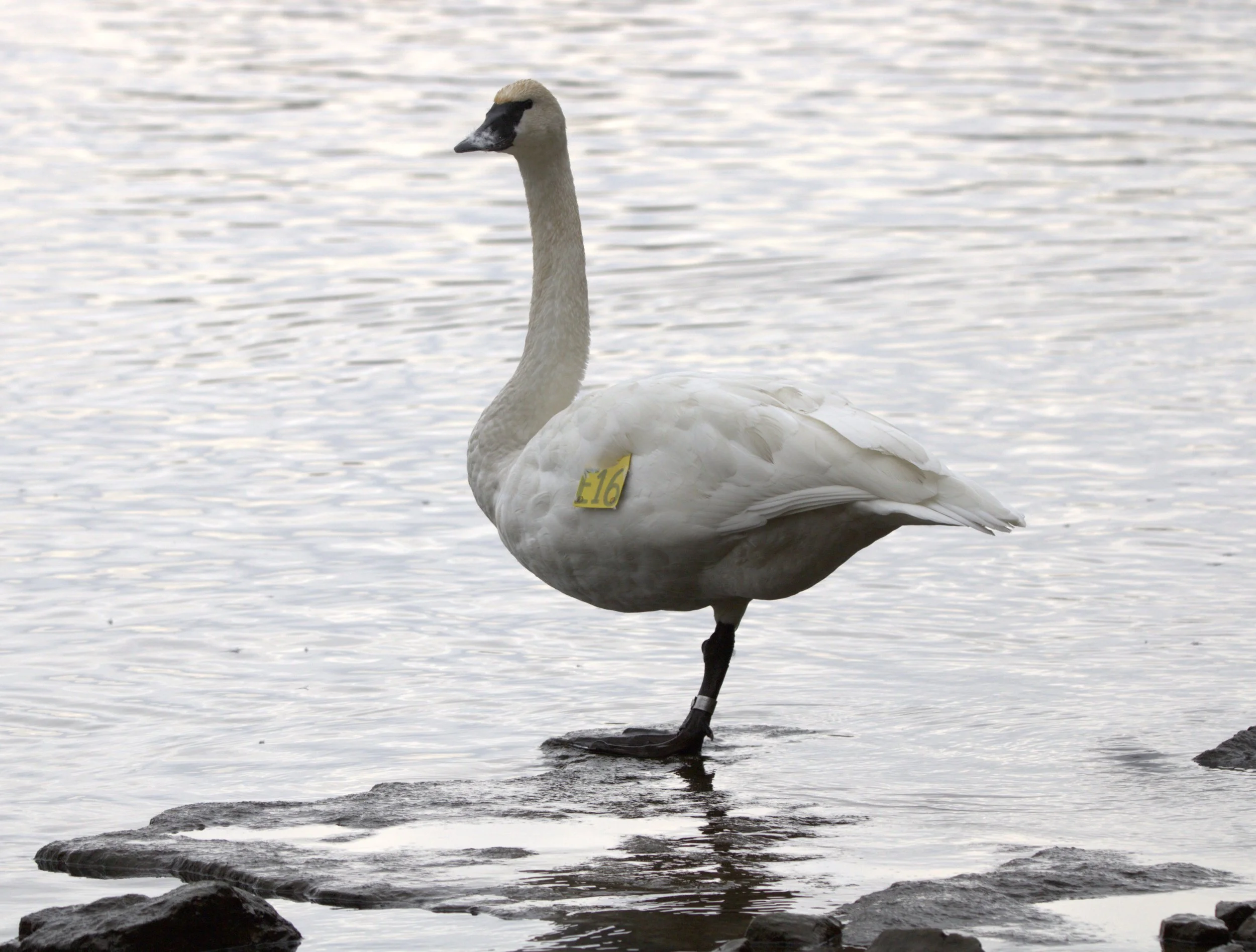E Trumpeter Swan.jpg