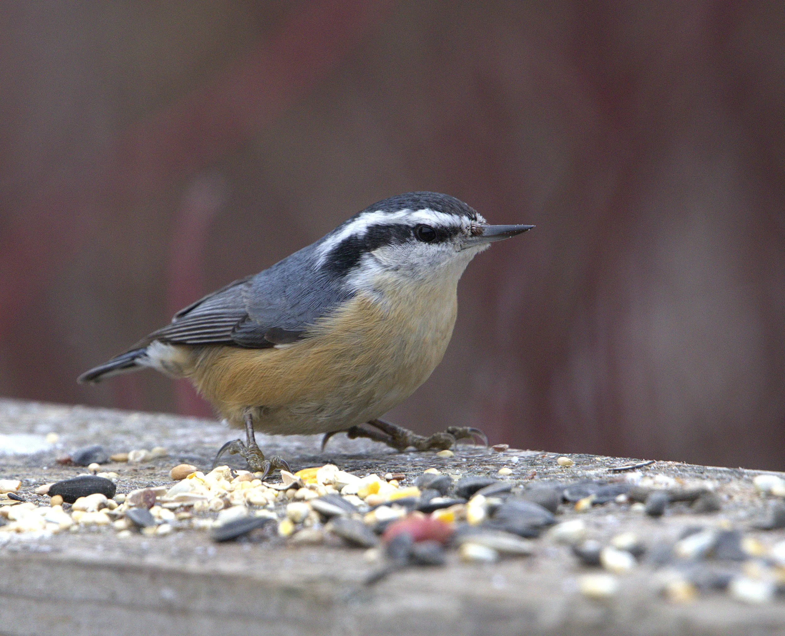 Nuthatches