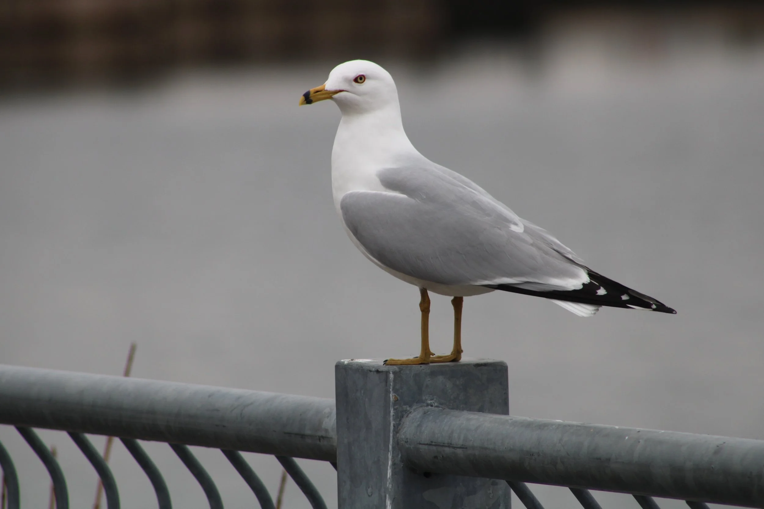 B Ring-billed Gull.JPG