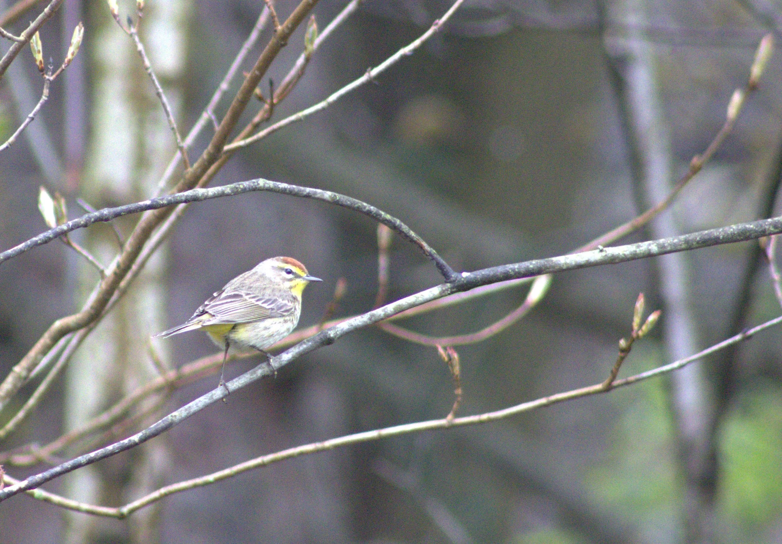 G Palm Warbler.jpg