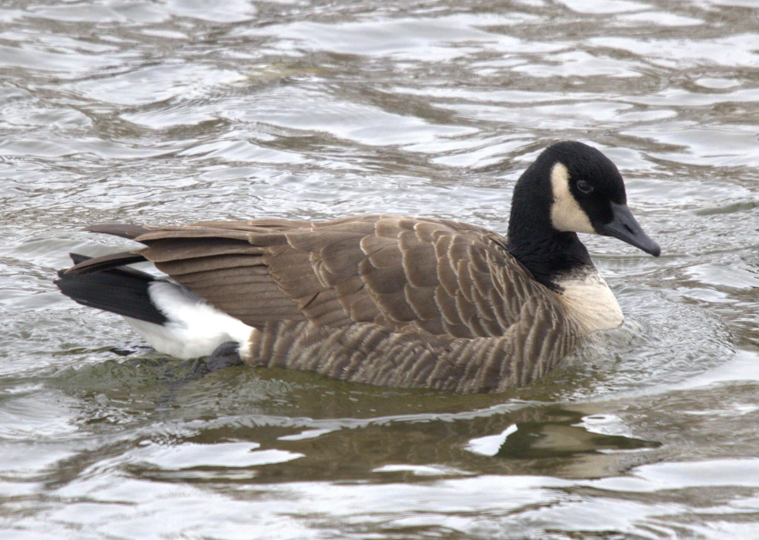 B Cackling Goose.jpg