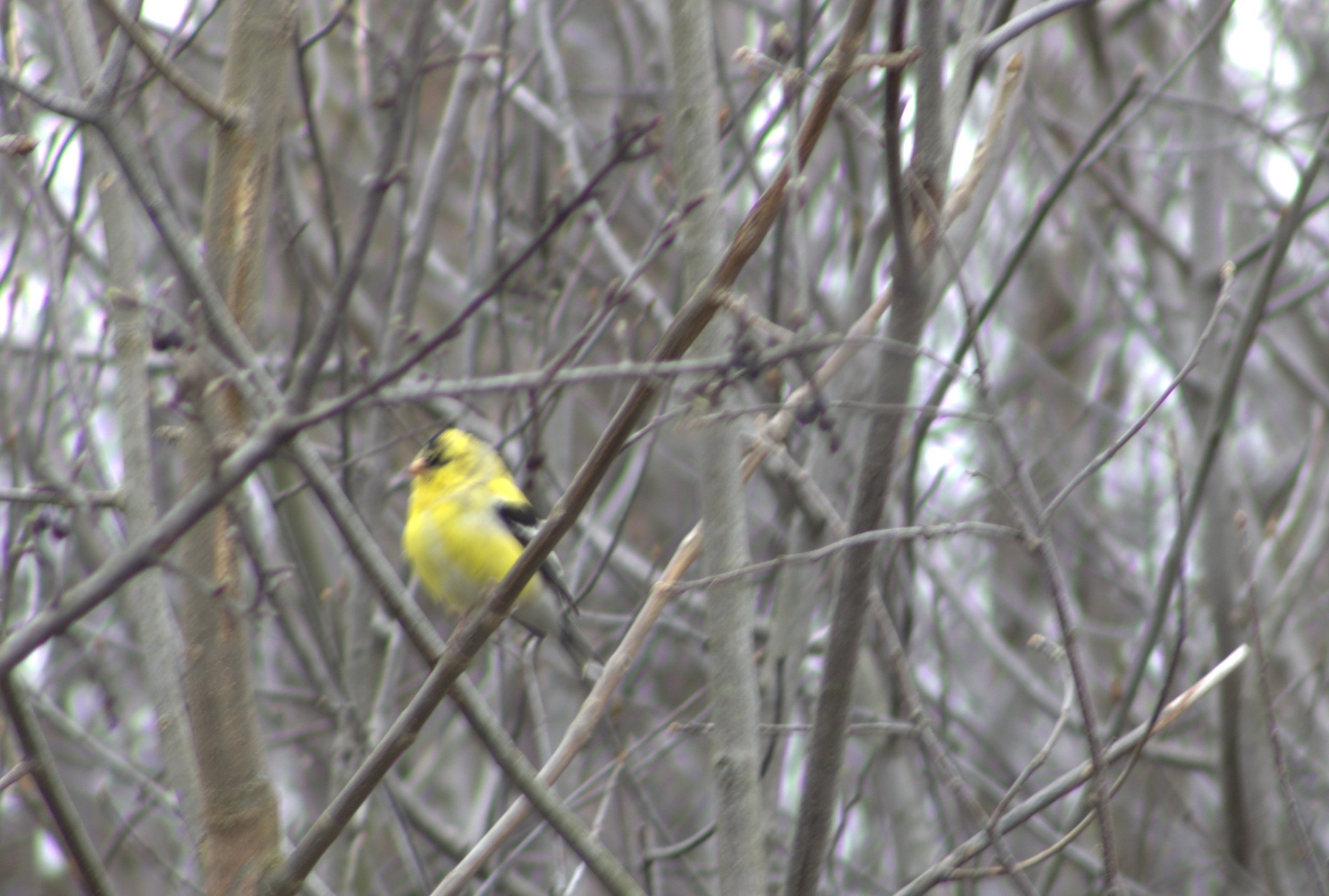 C American Goldfinch.jpg
