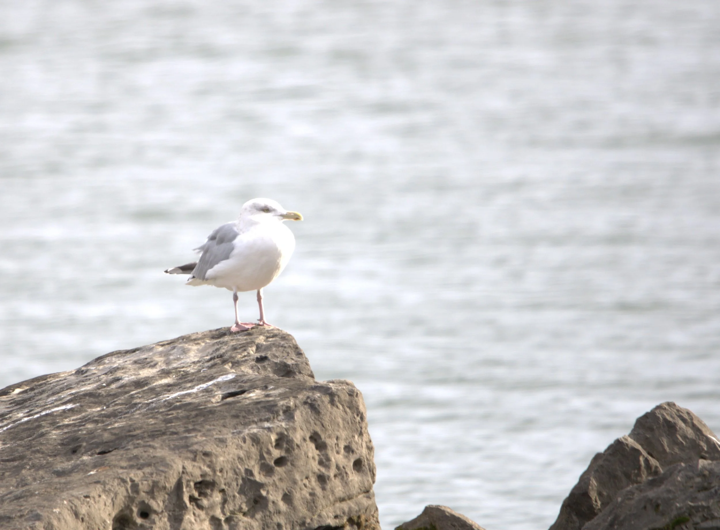 C American Herring Gull.jpg