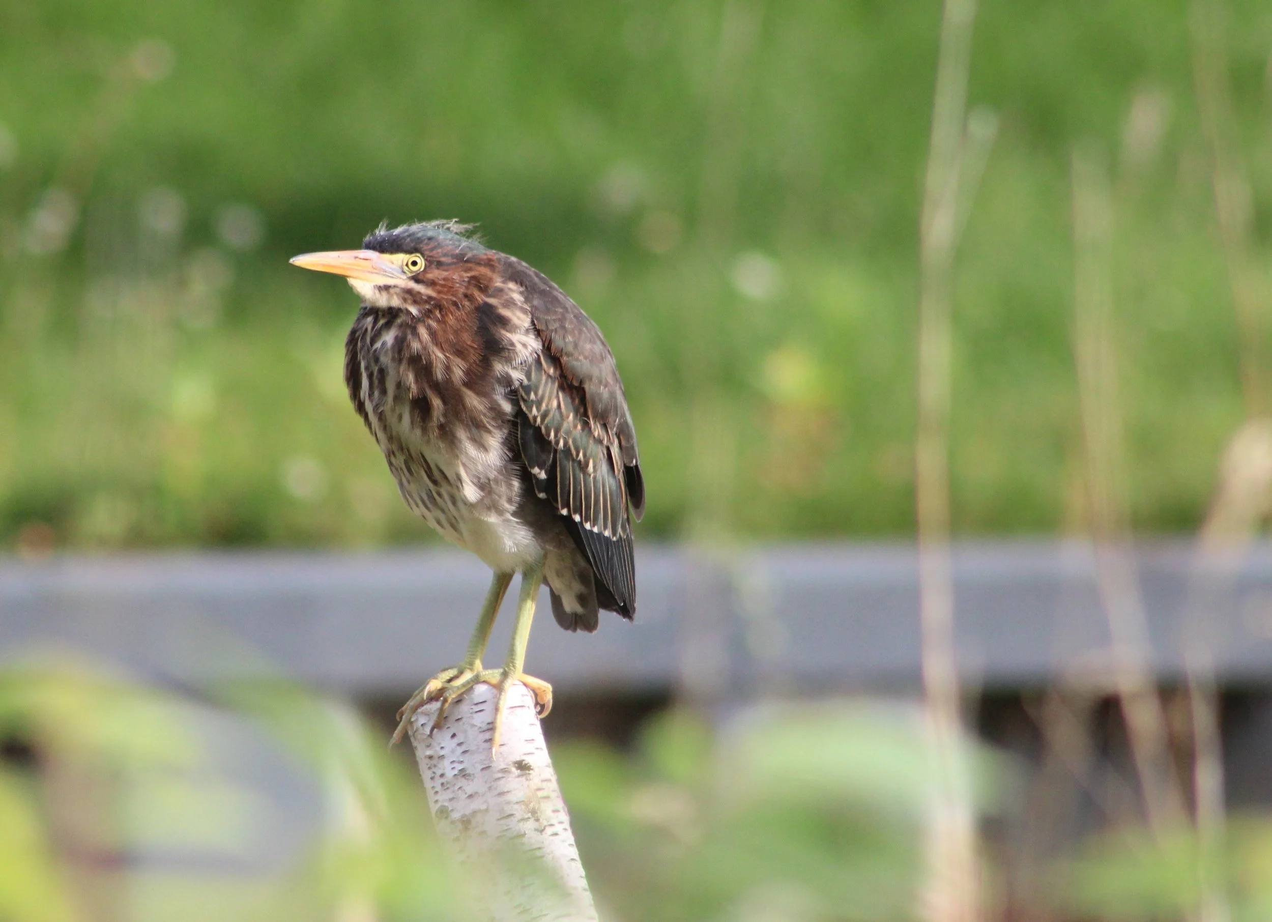 C Green Heron.JPG