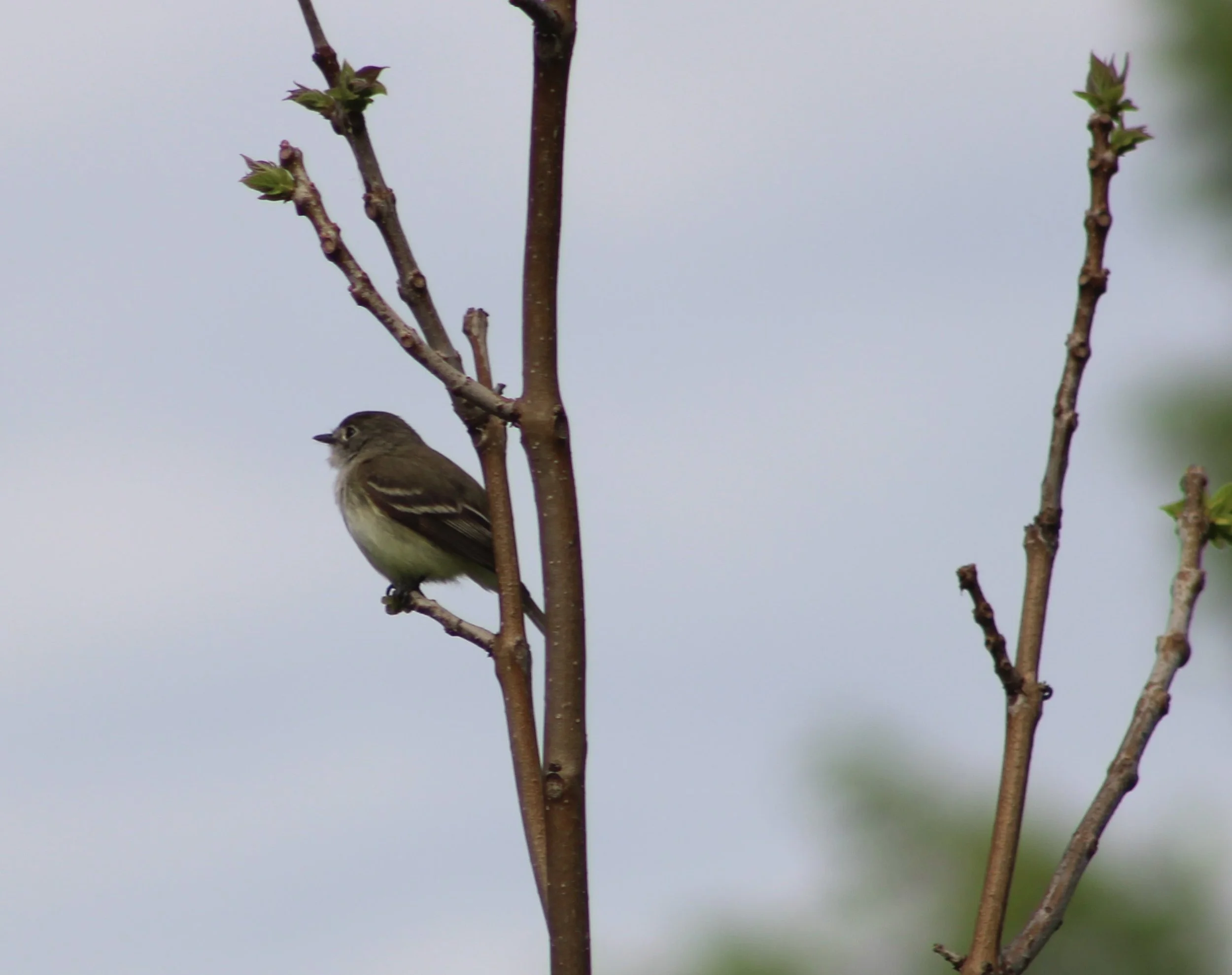 A Least Flycathcher.JPG