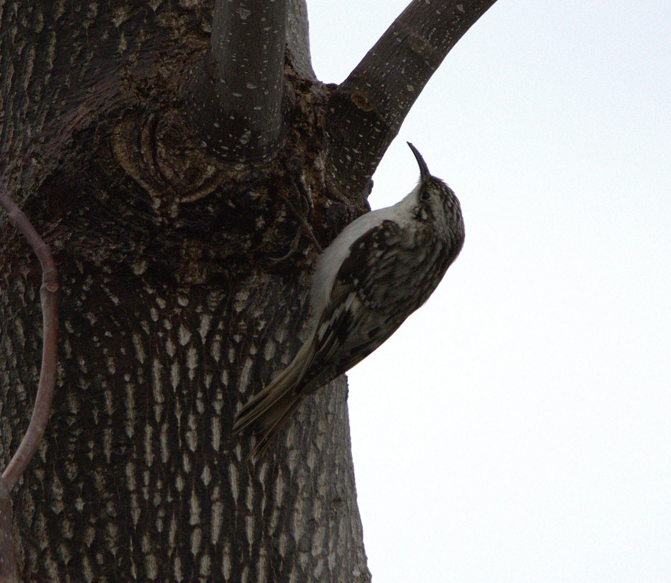 Brown Creeper