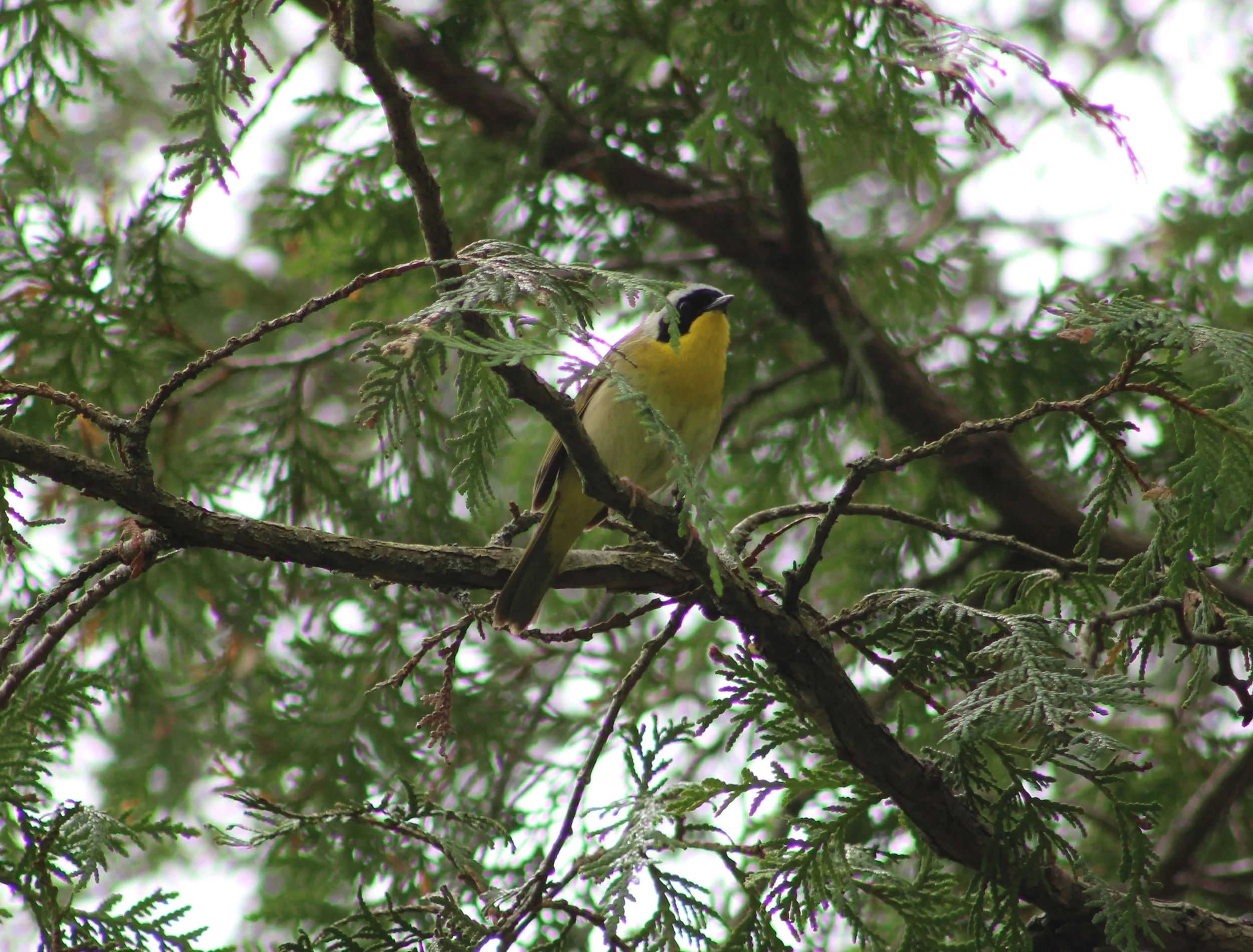 B Common Yellowthroay.JPG
