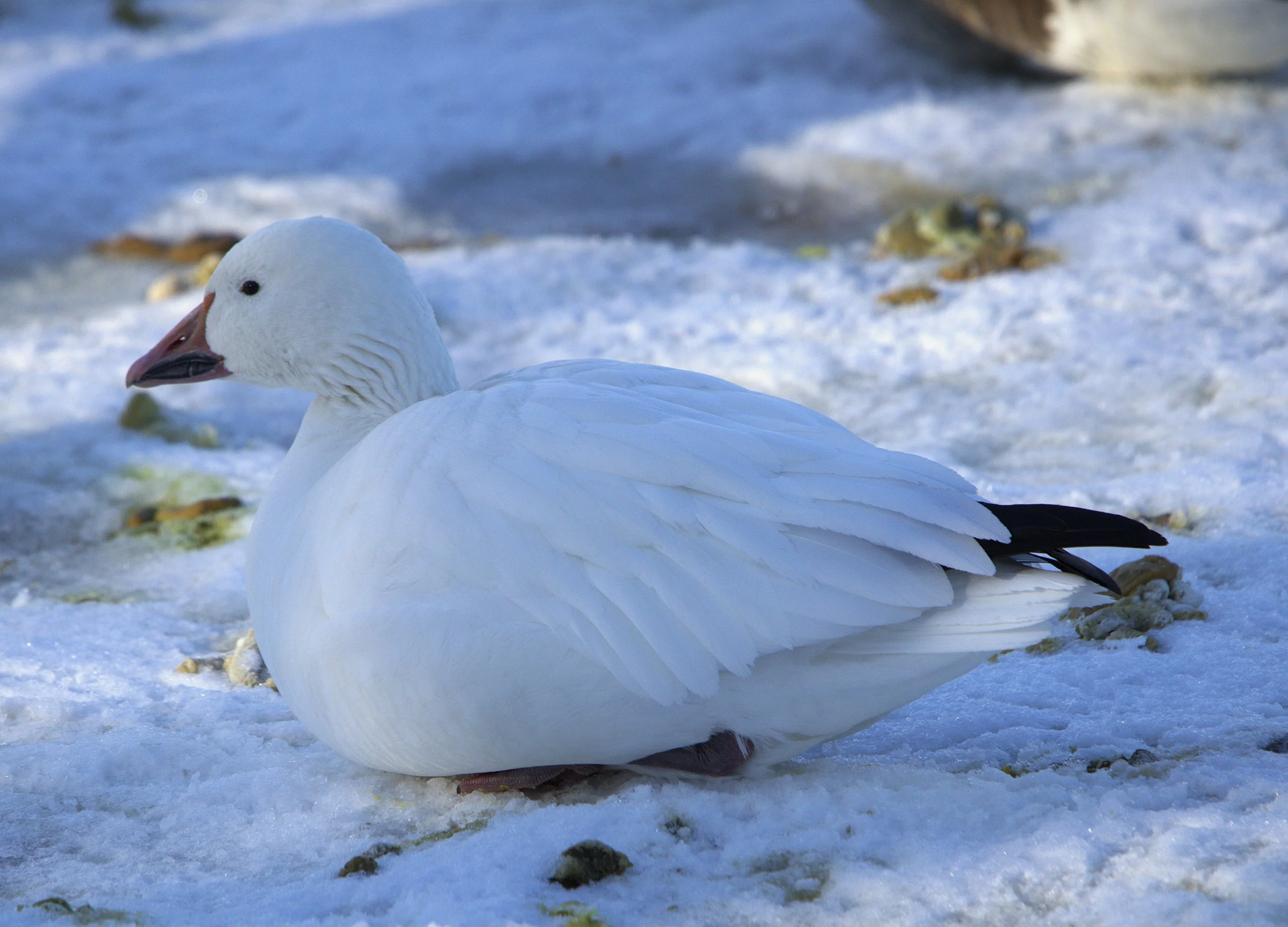 A Lesser Snow Goose.jpg