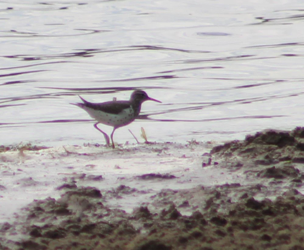 B Spotted Sandpiper.JPG