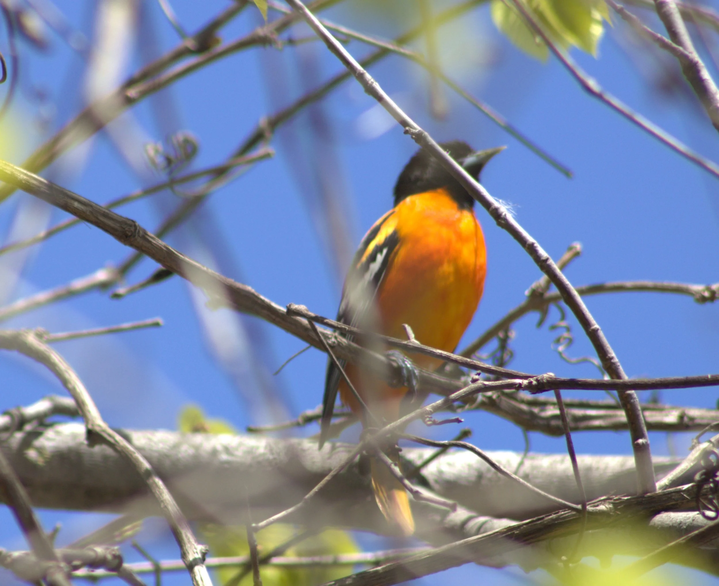 D Baltimore Oriole.jpg