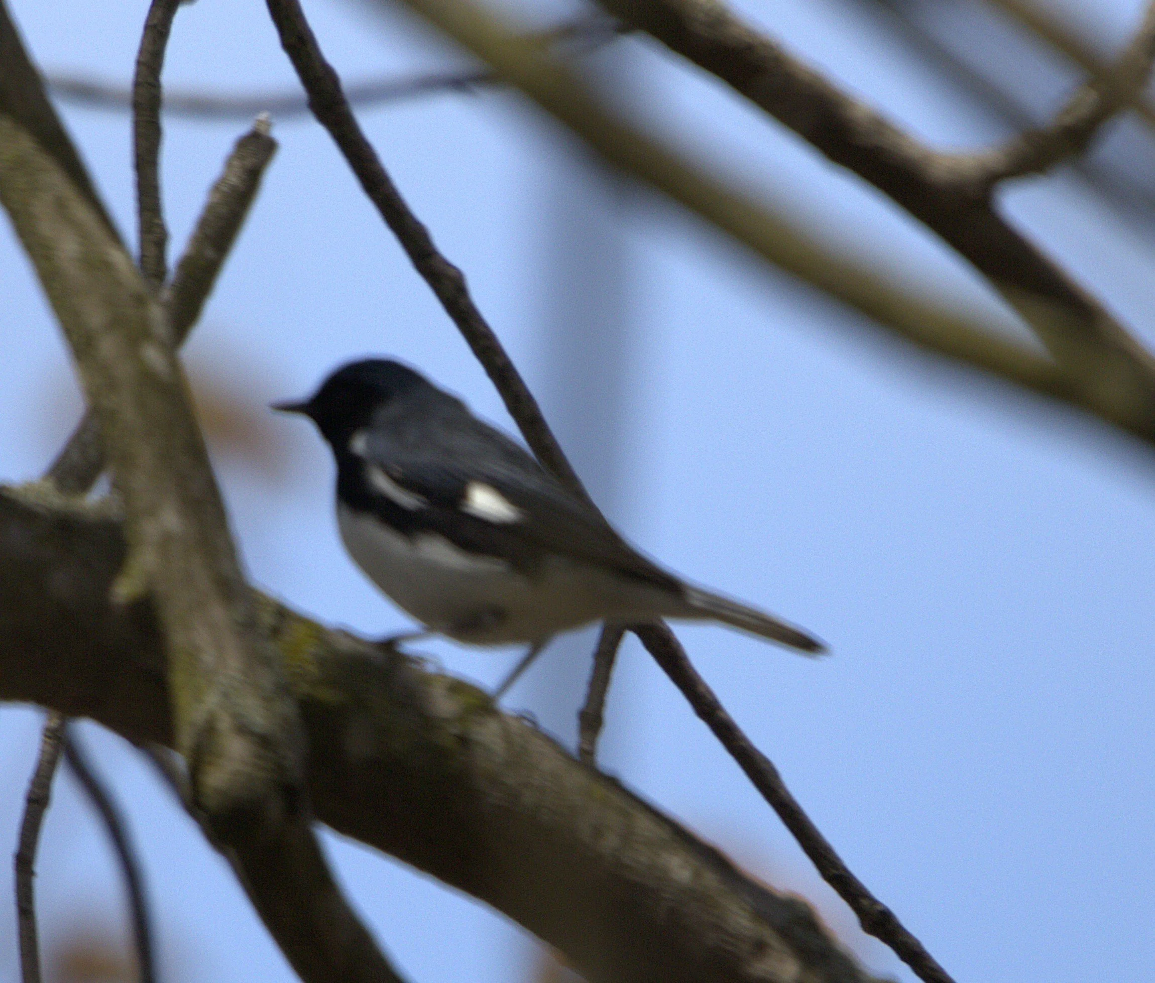 Black-throated Blue Warbler.jpg