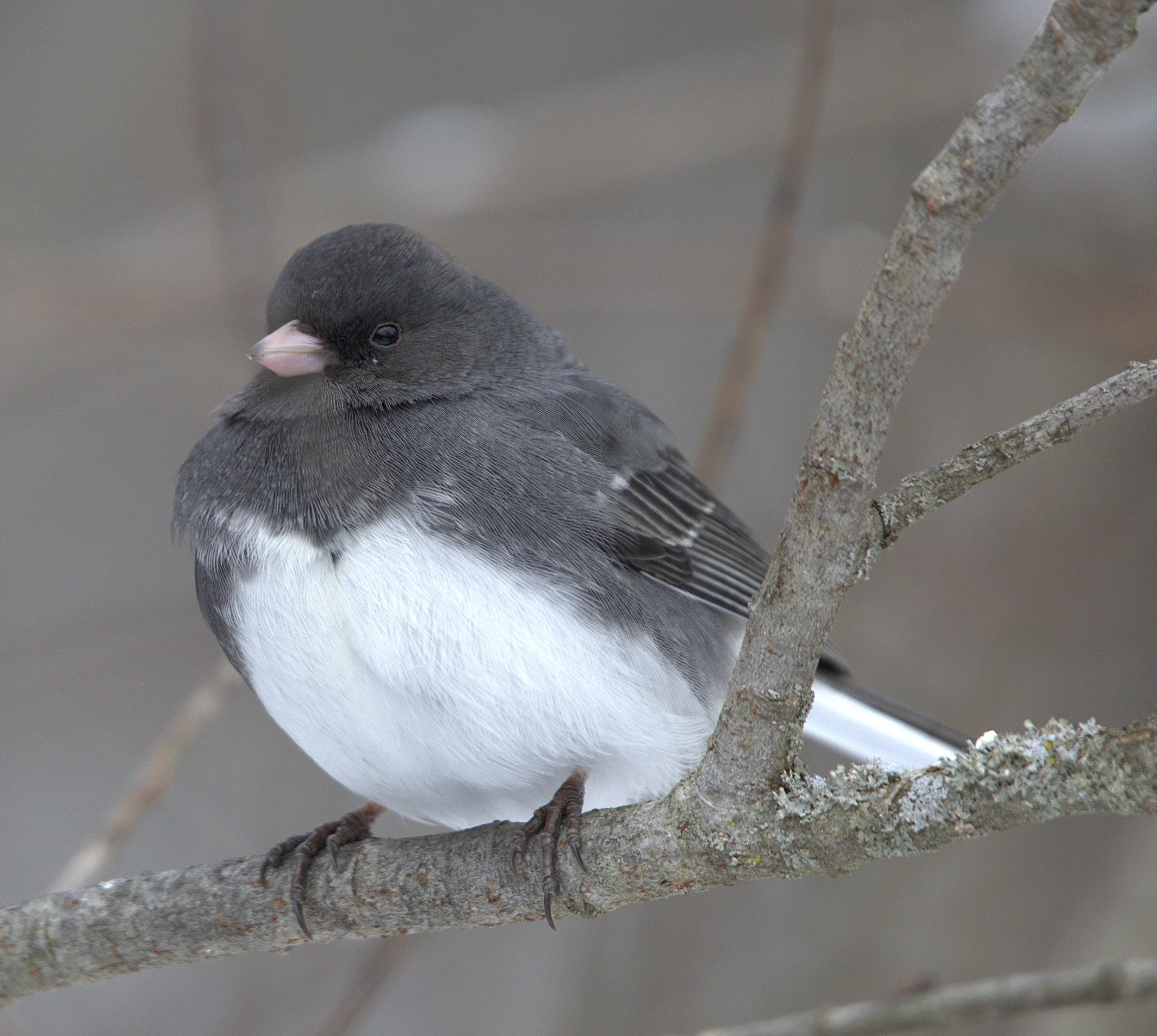 D Dark-eyed Junco.jpg