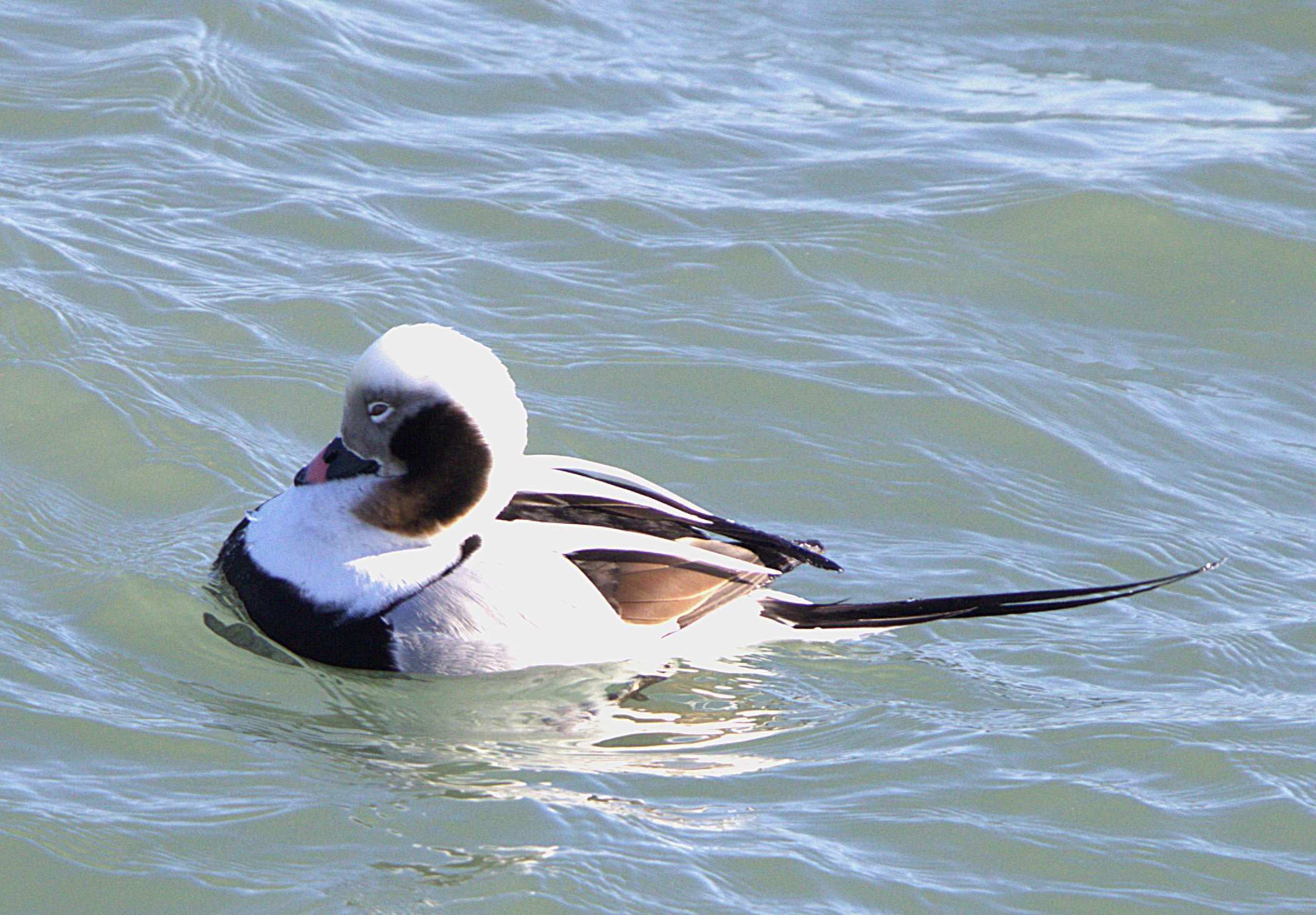 S Long-tailed Duck.jpg