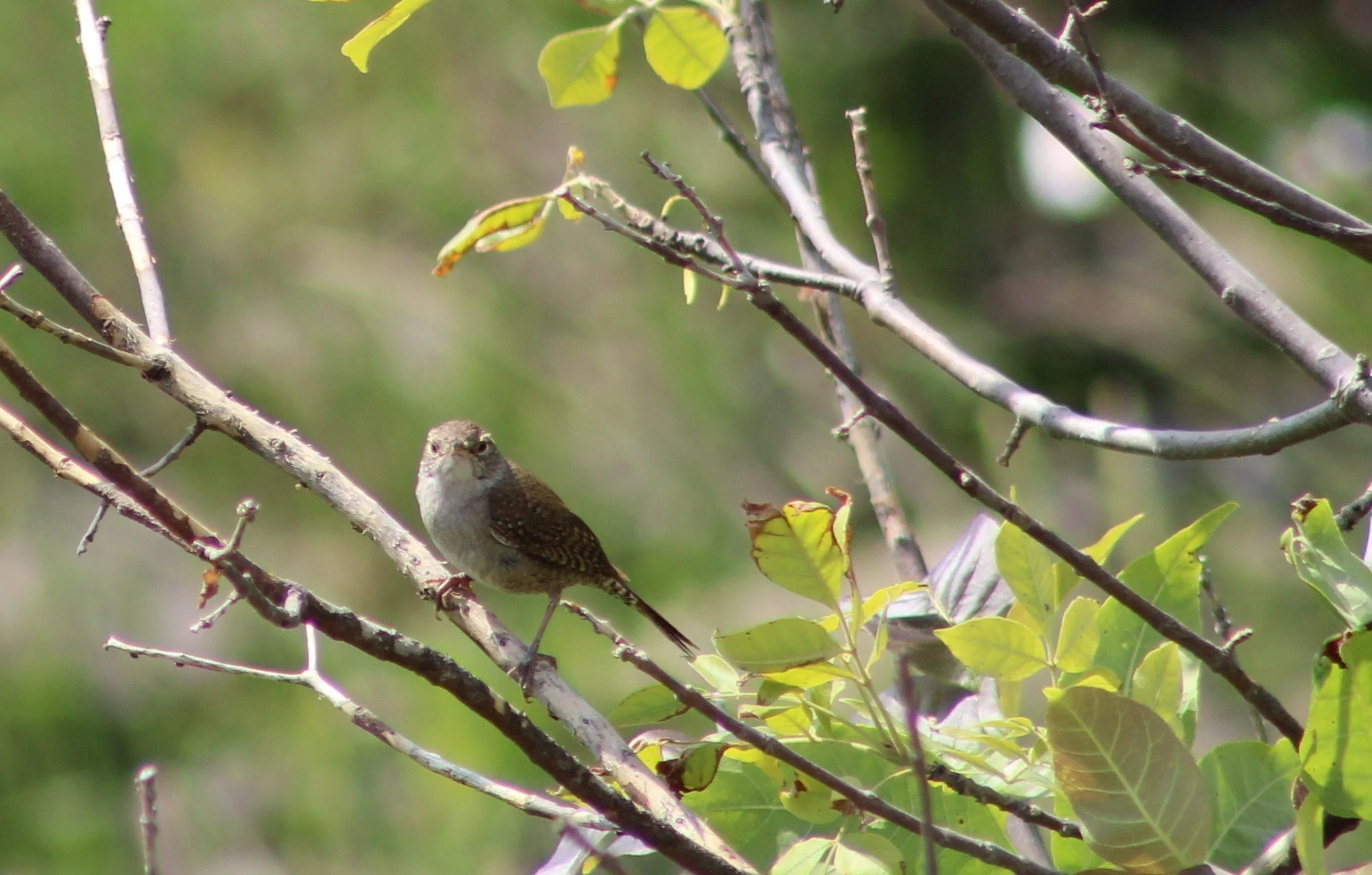 Northern House Wren