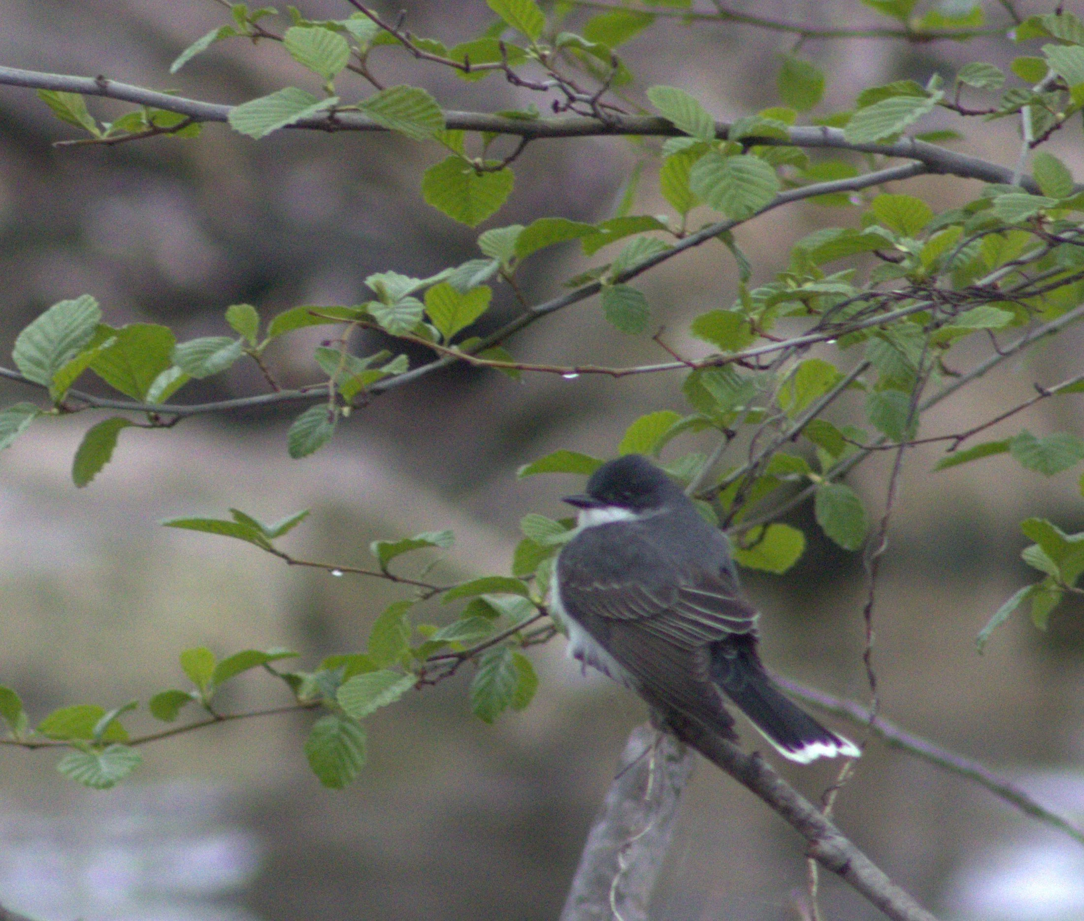 D Eastern Kingbird.jpg