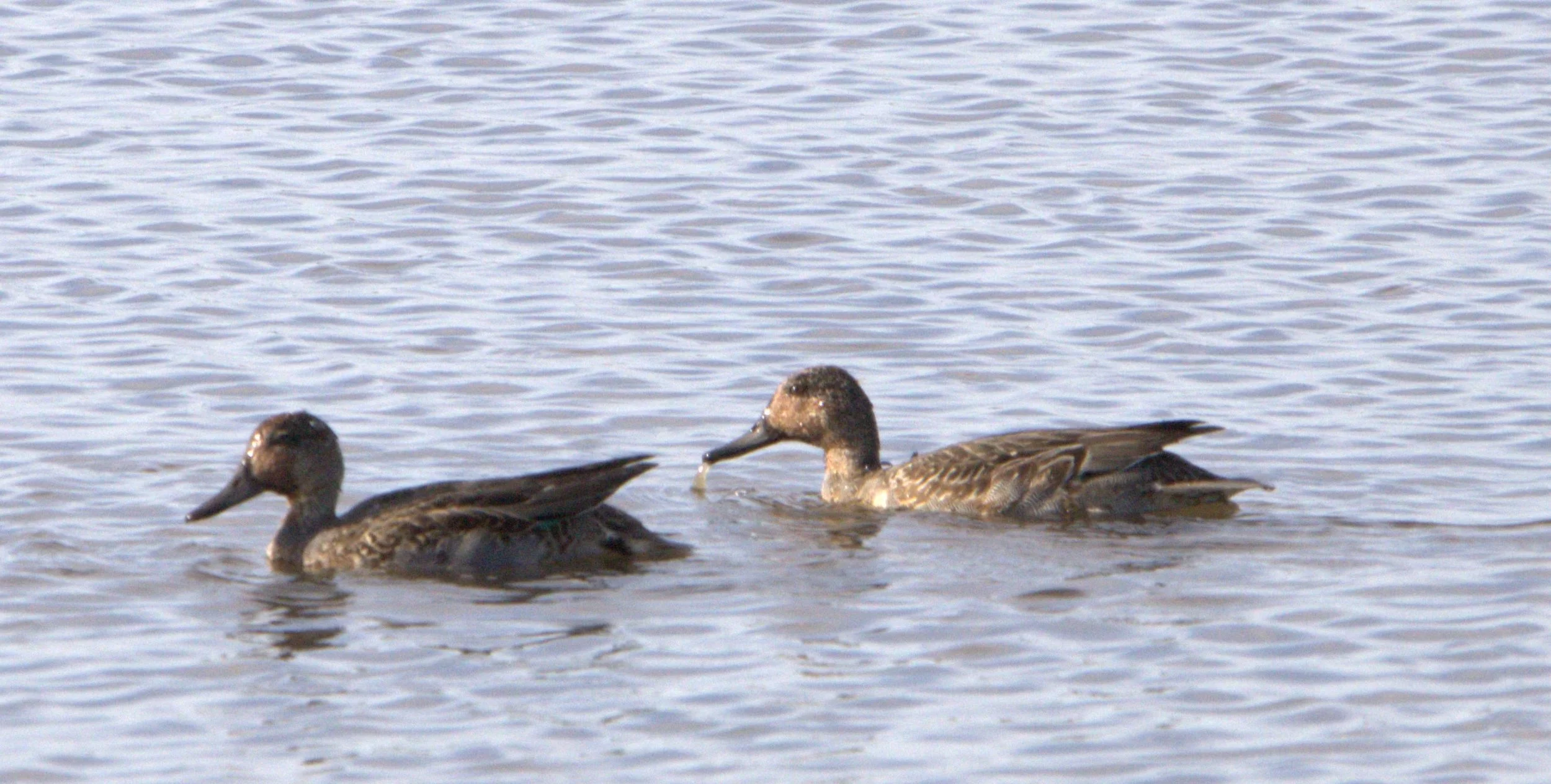N Northern Pintail.jpg