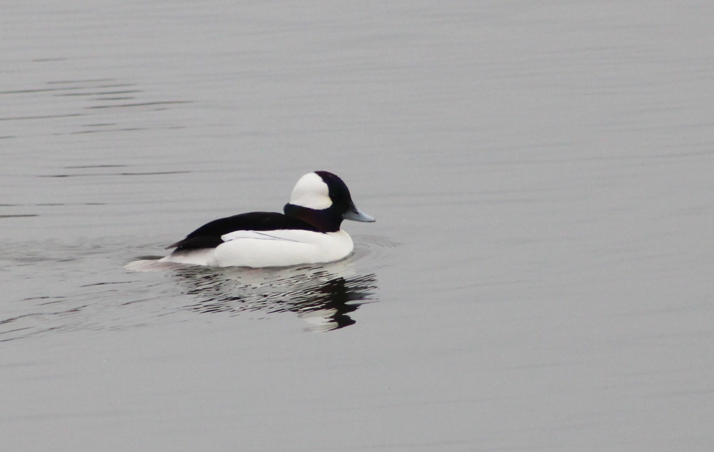 T Bufflehead Duck.JPG