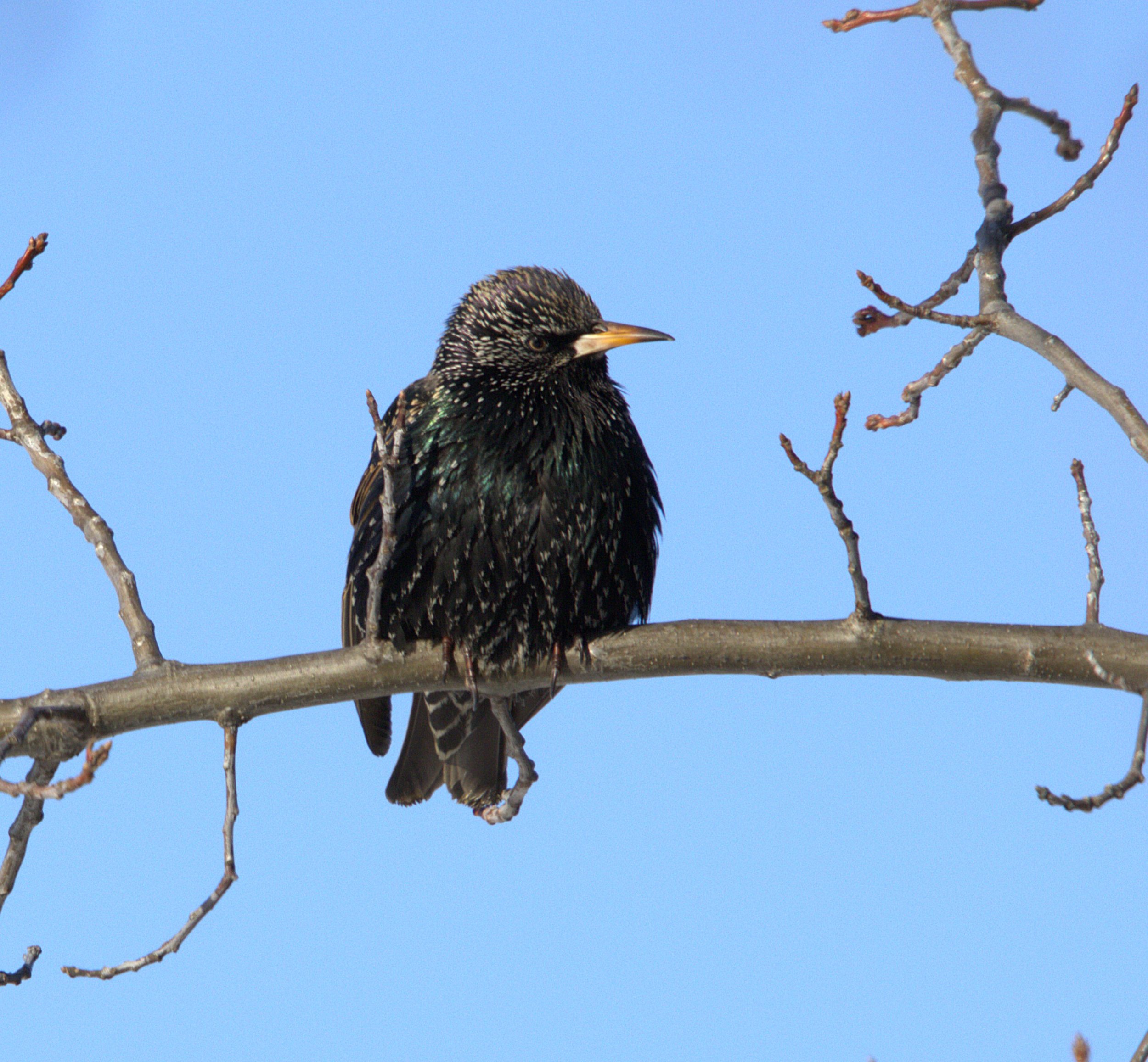 A European Starling.jpg