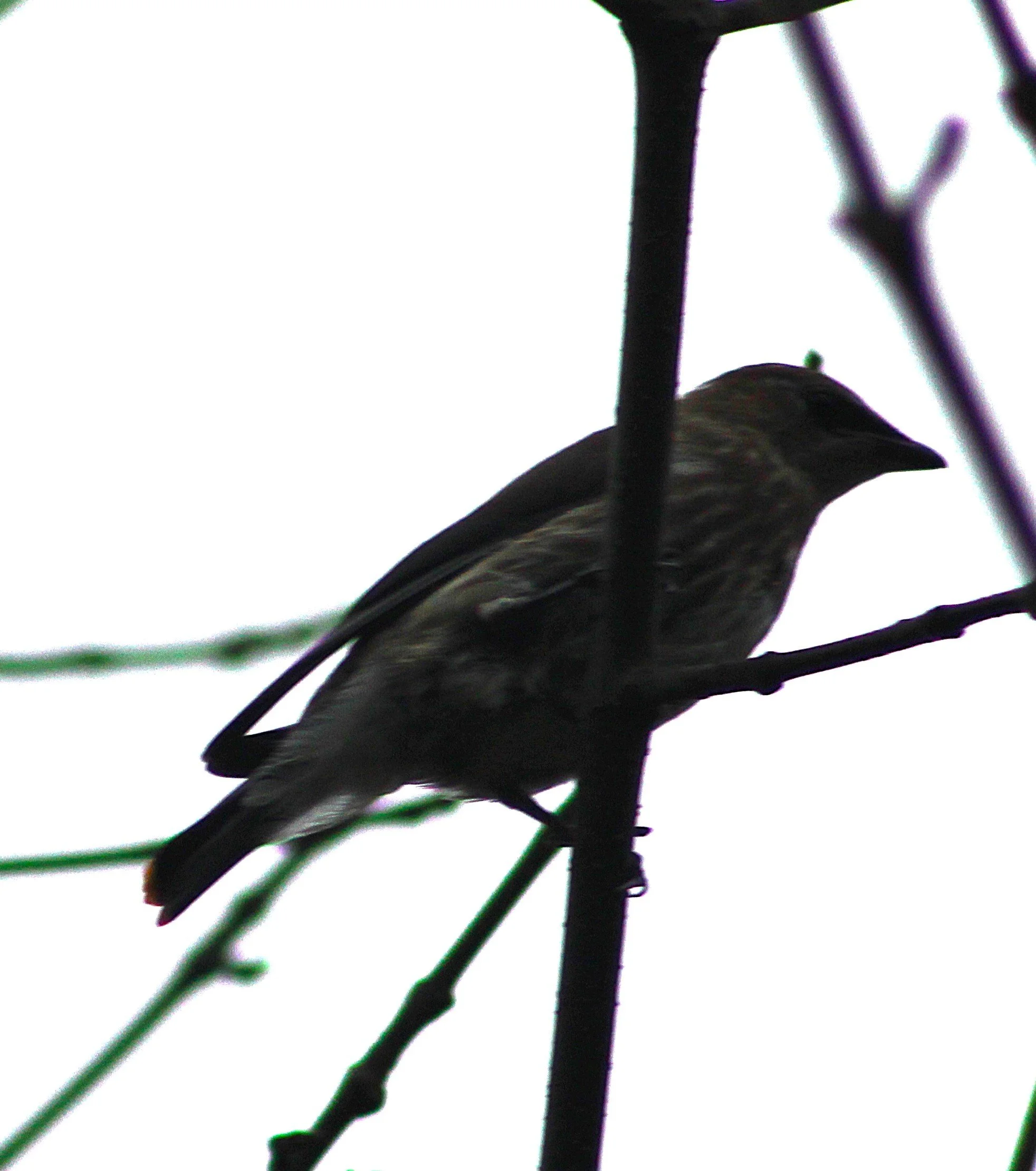 B Swainson's Thrush.JPG