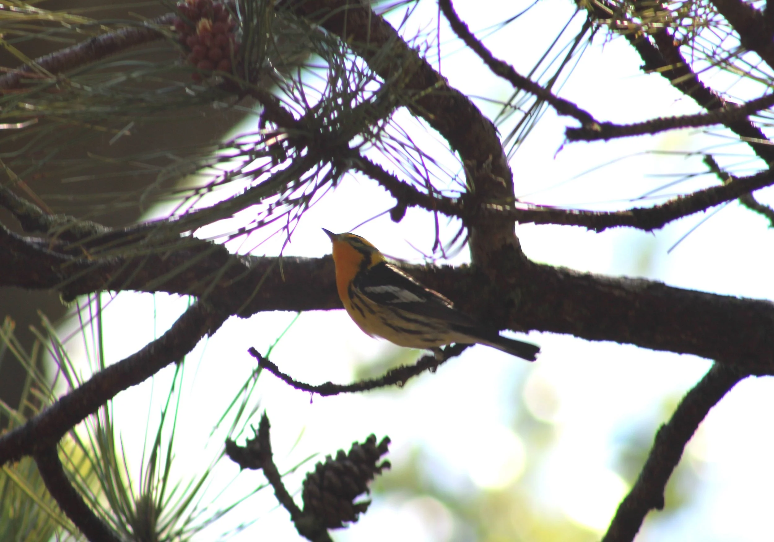 E Blackburnian Warbler.JPG