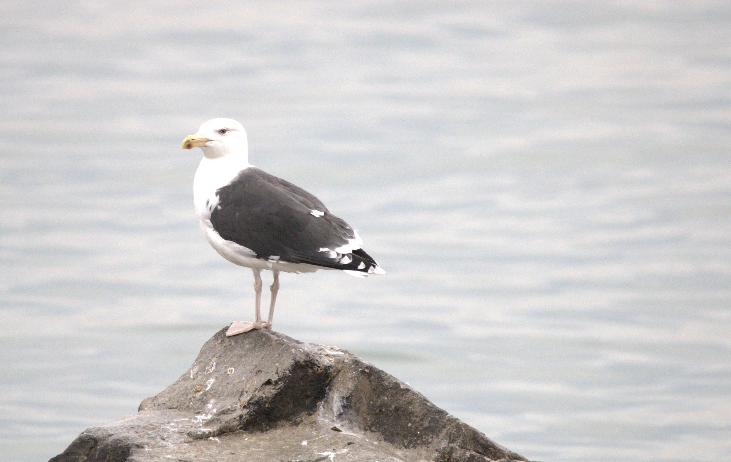 D Great Black-backed Gull.jpg