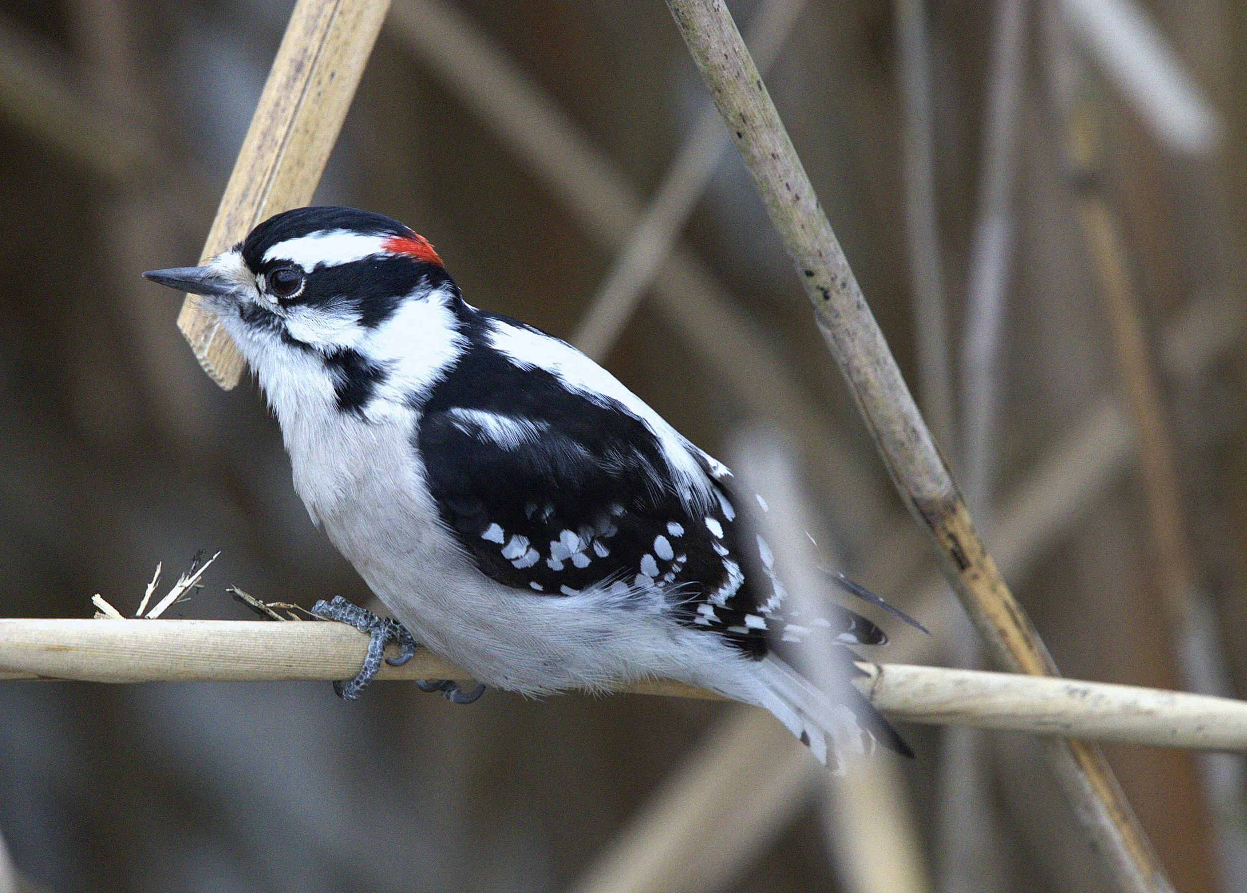 C Downy Woodpecker.jpg