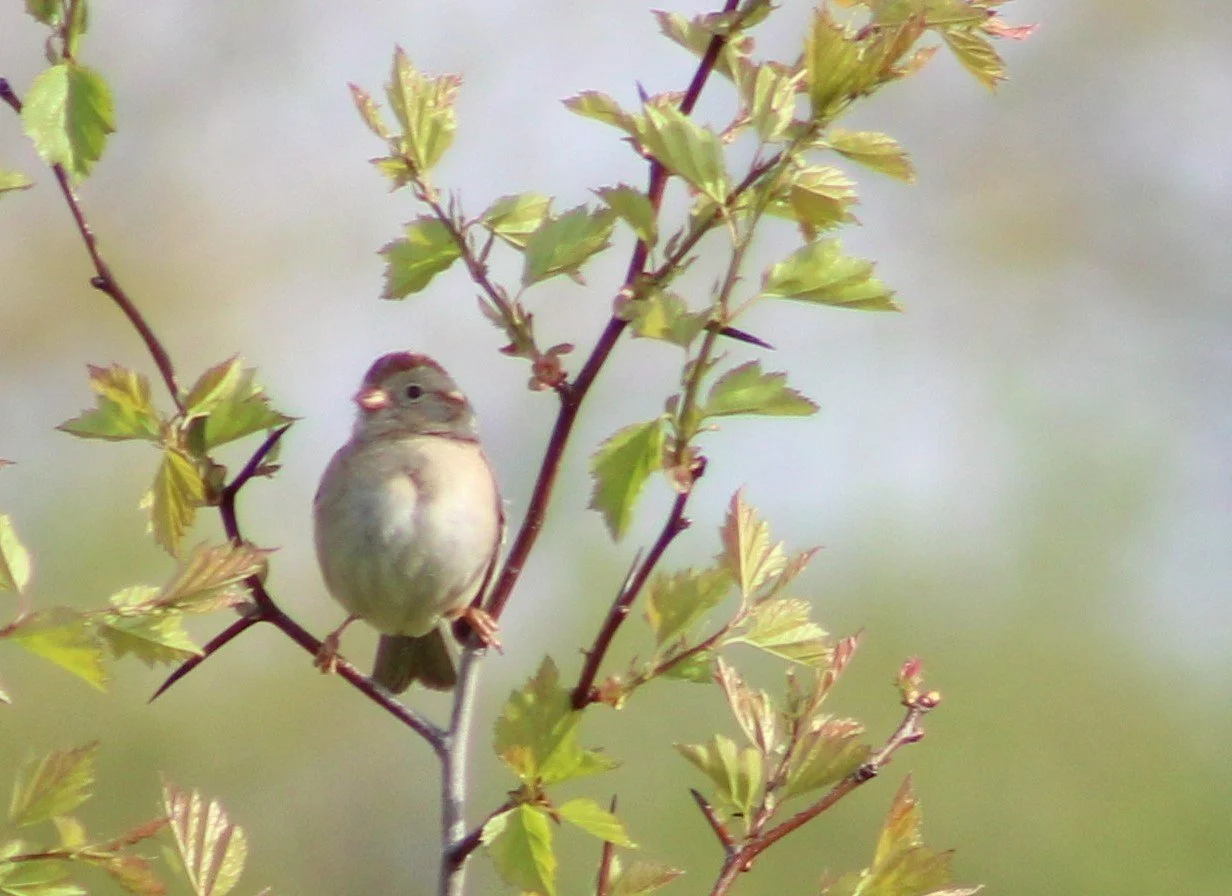 A Field Sparrow.JPG
