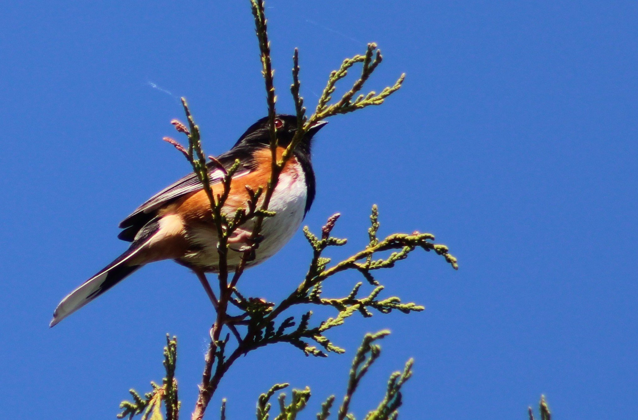I Eastern Towhee.JPG