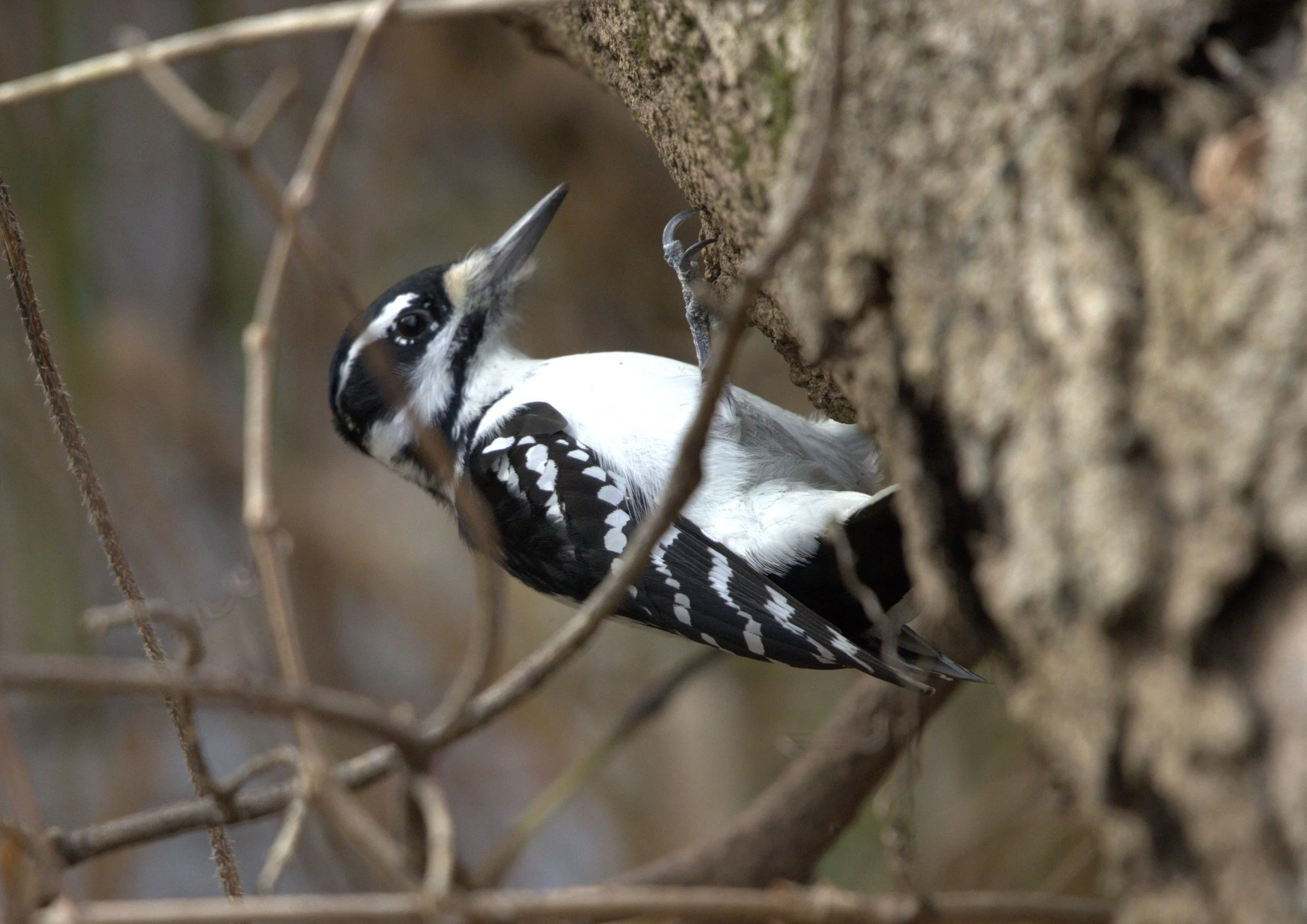 D Hairy Woodpecker.jpg