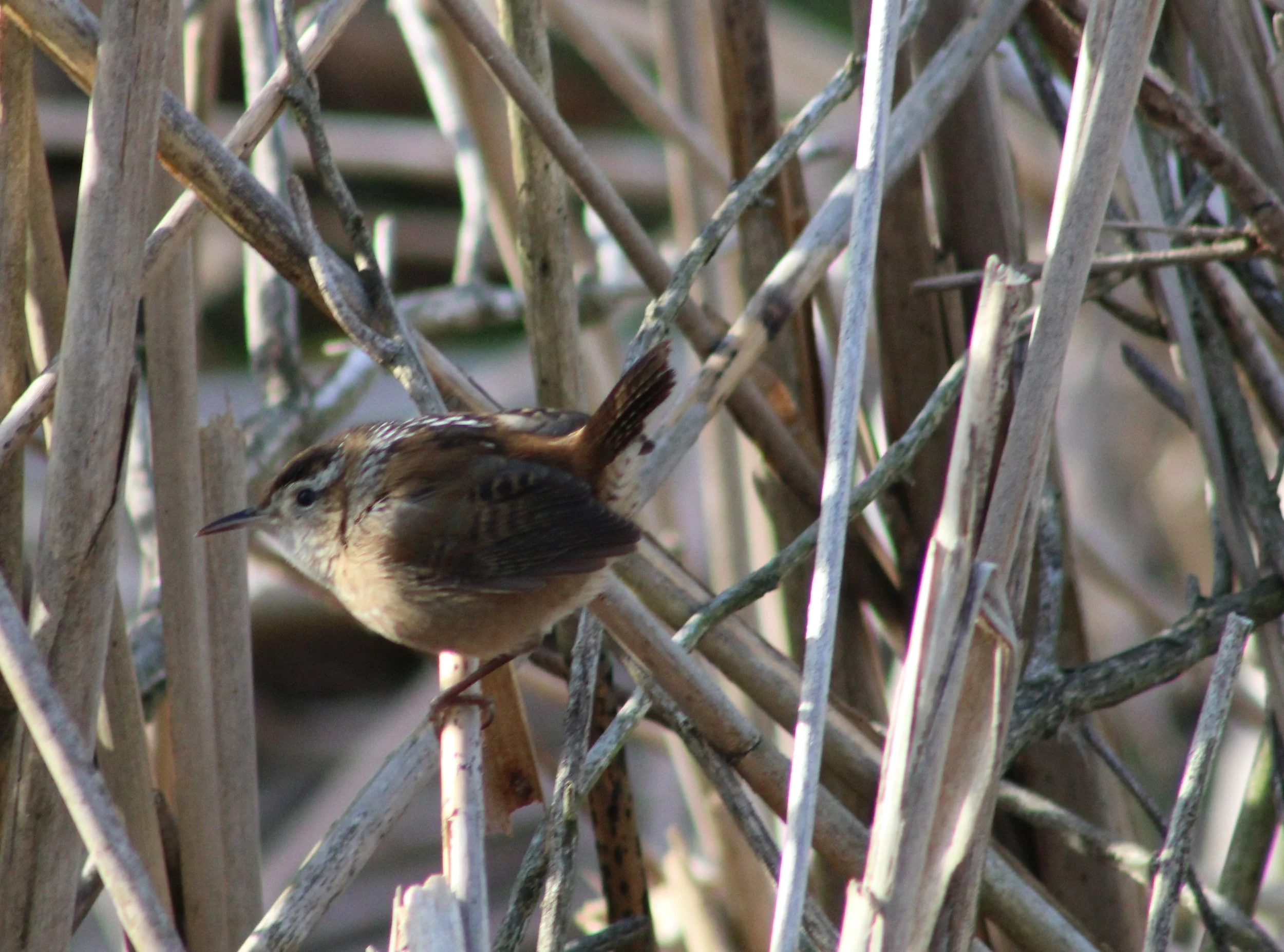 Marsh Wren