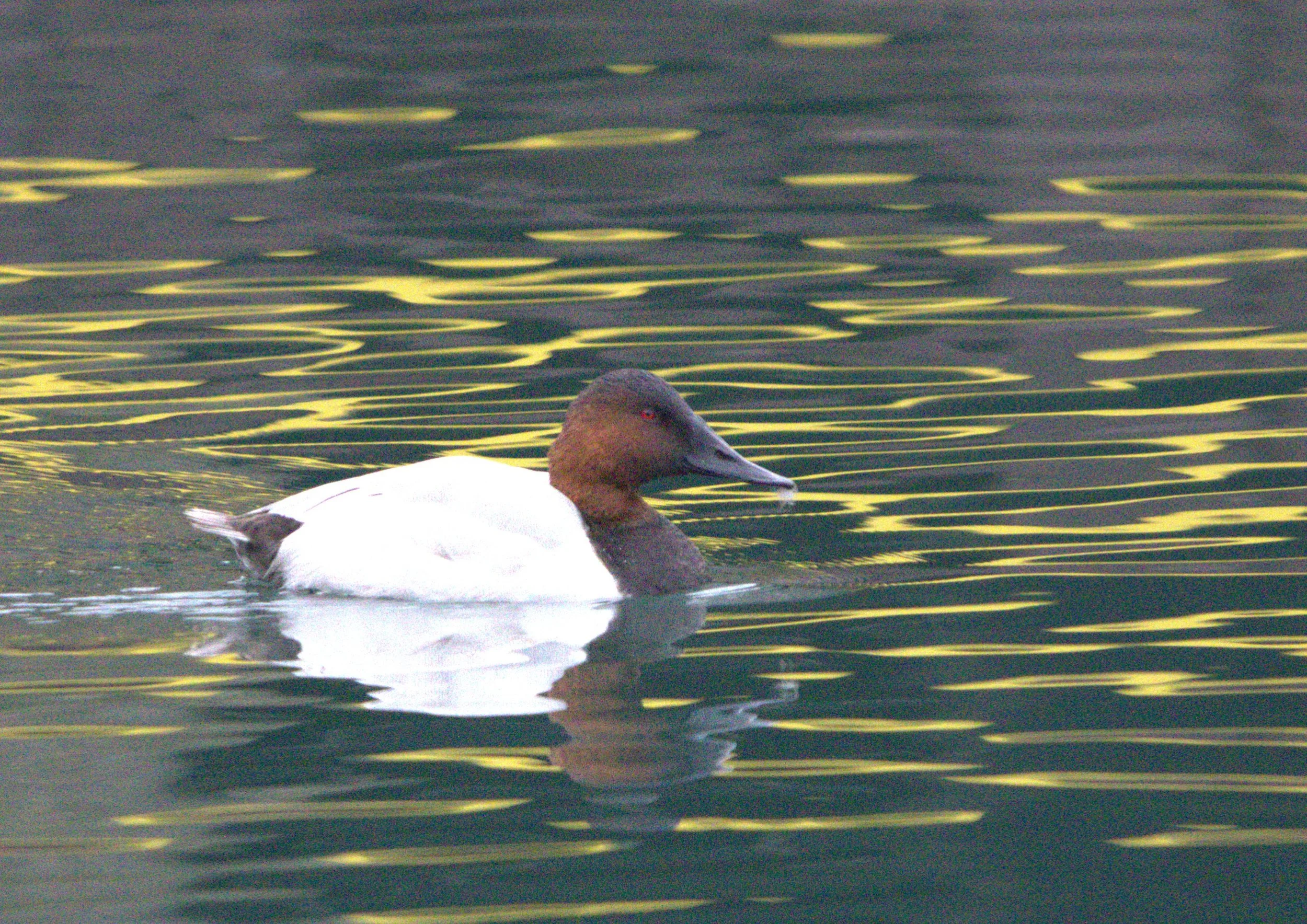 P Canvasback Duck.jpg