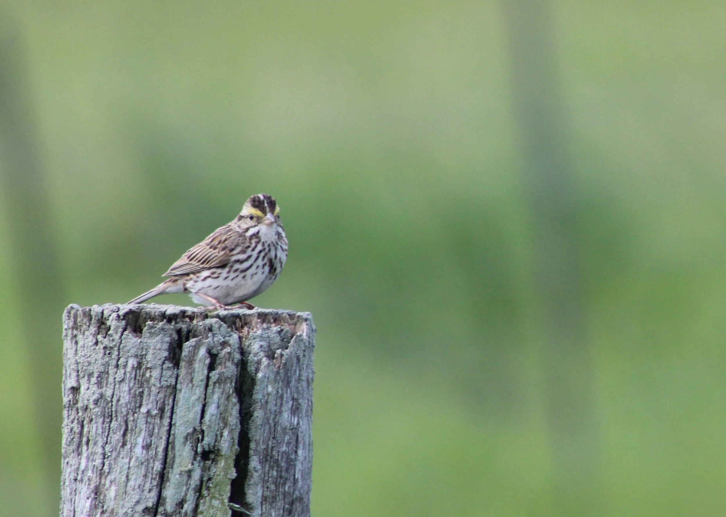 G Savannah Sparrow.JPG