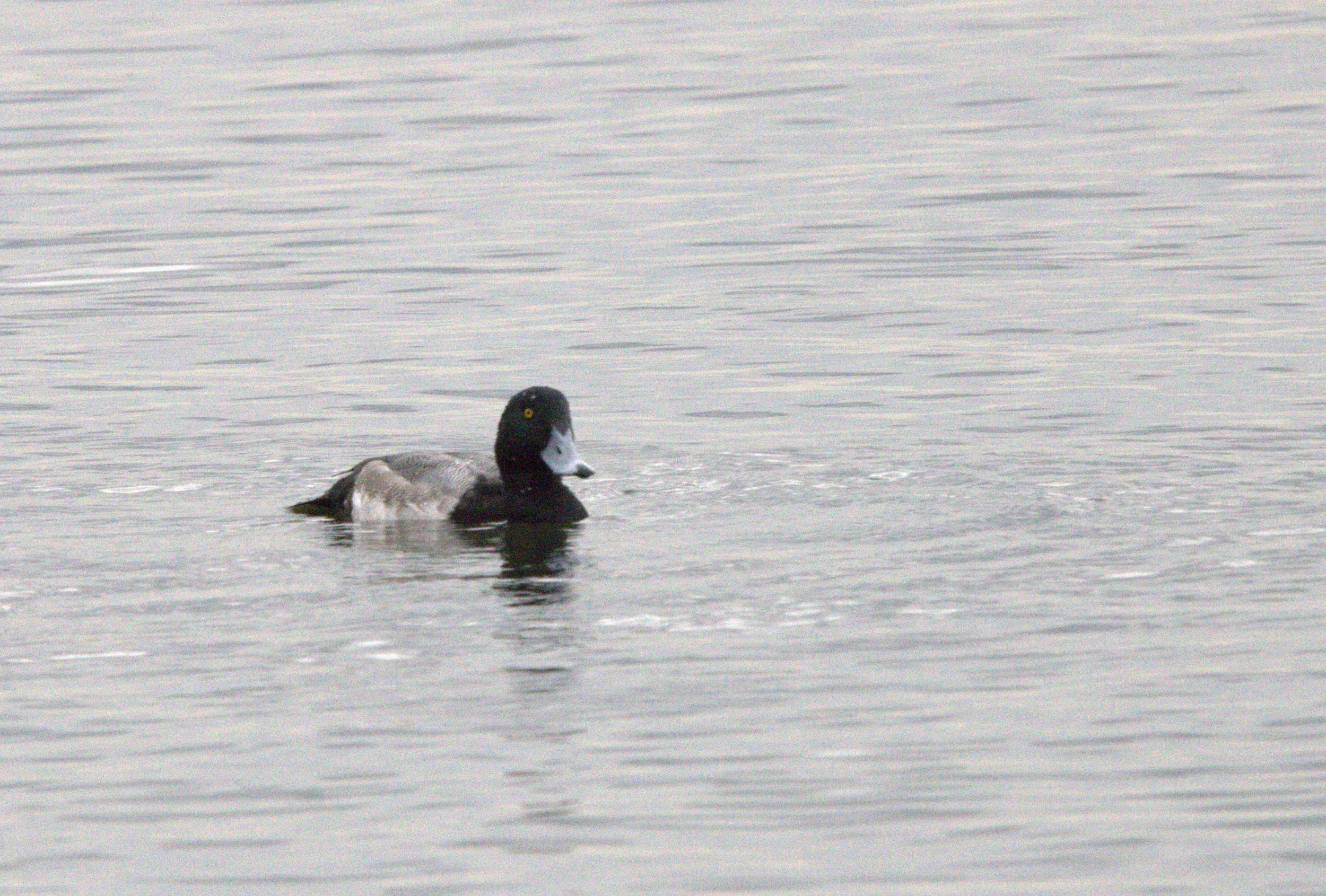 S Lesser Scaup.jpg