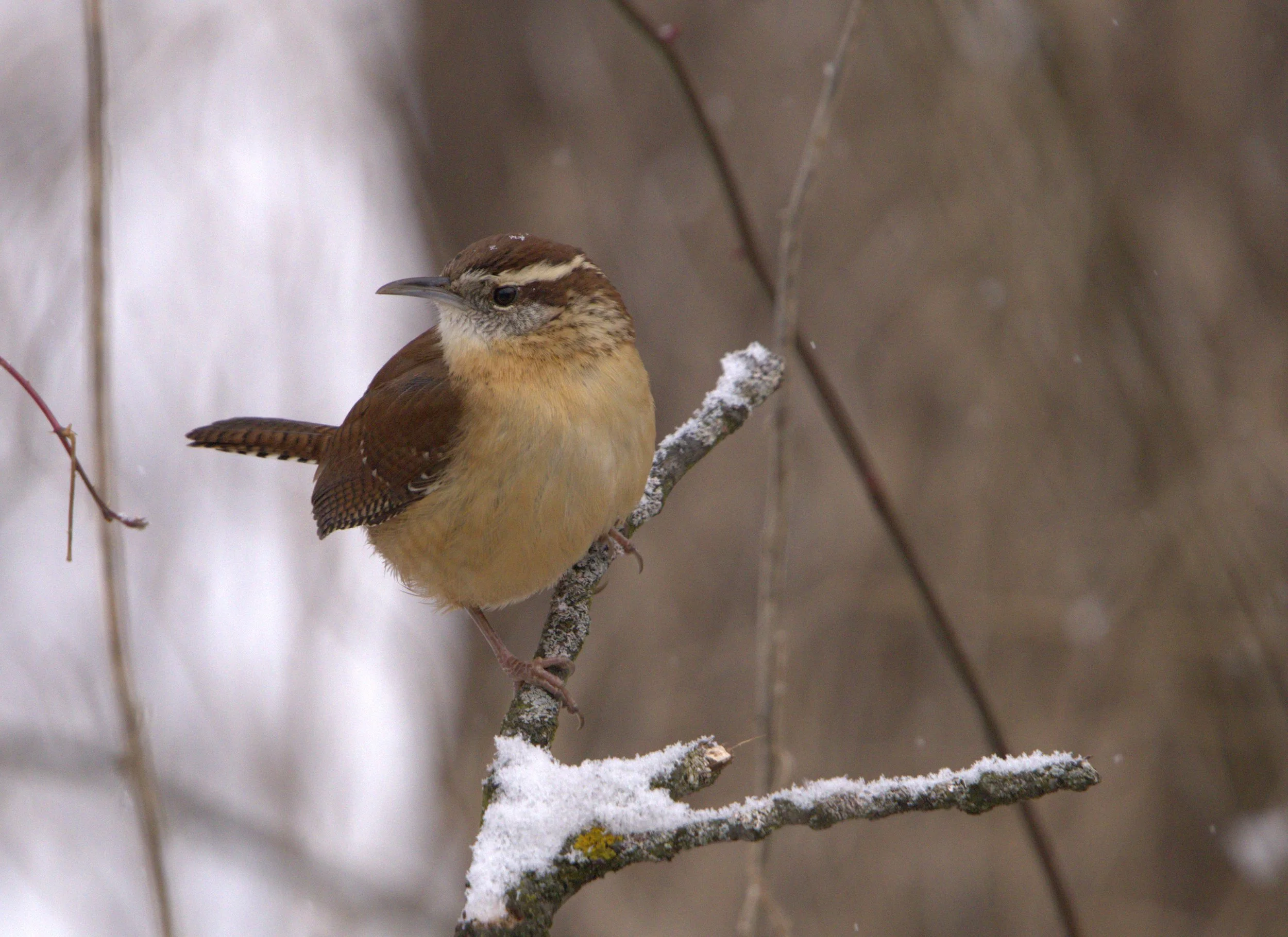 Carolina Wren