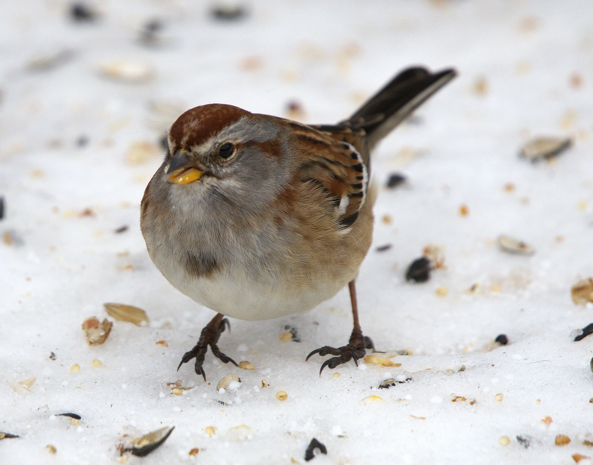 B American Tree Sparrow.jpg