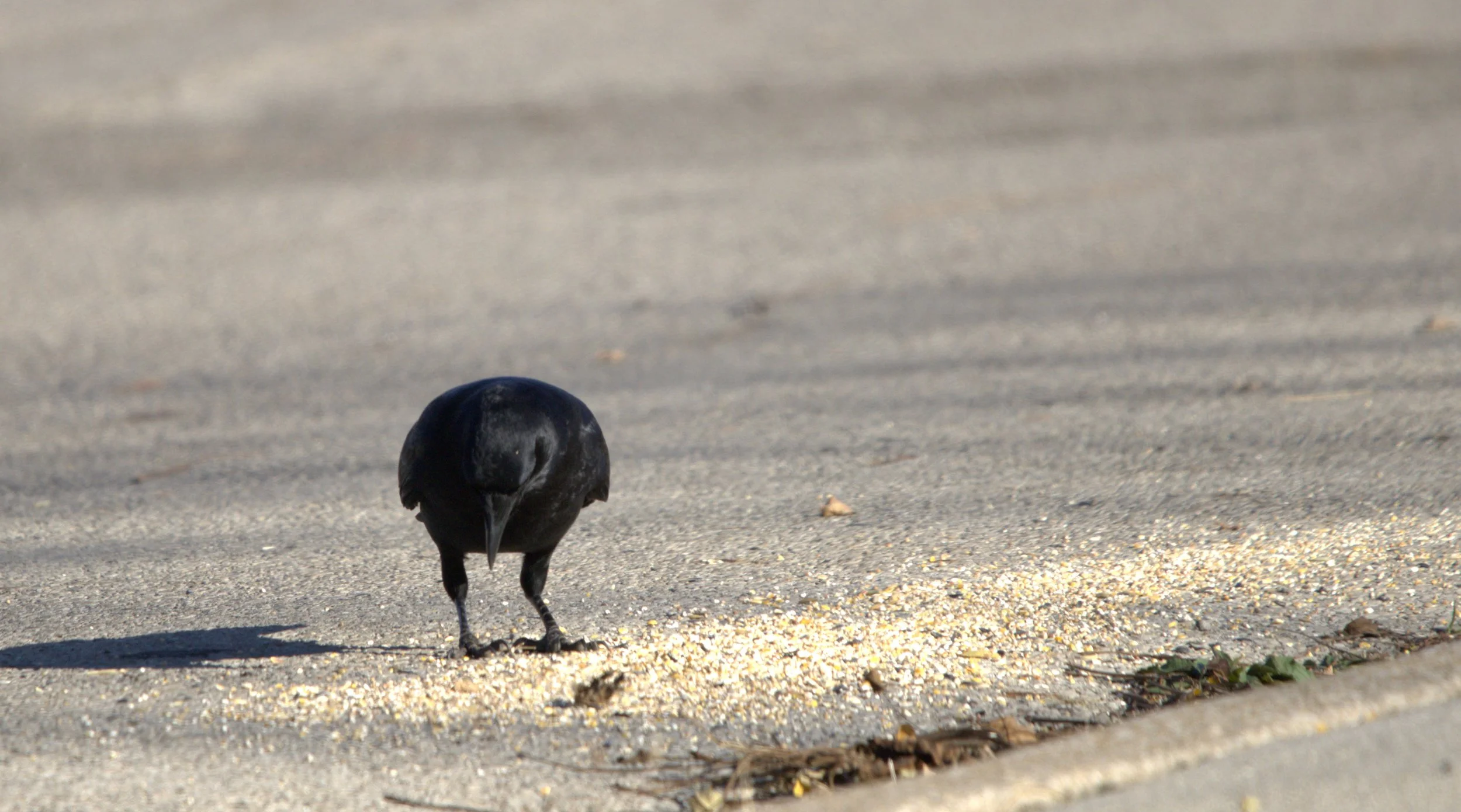 B American Crow.jpg