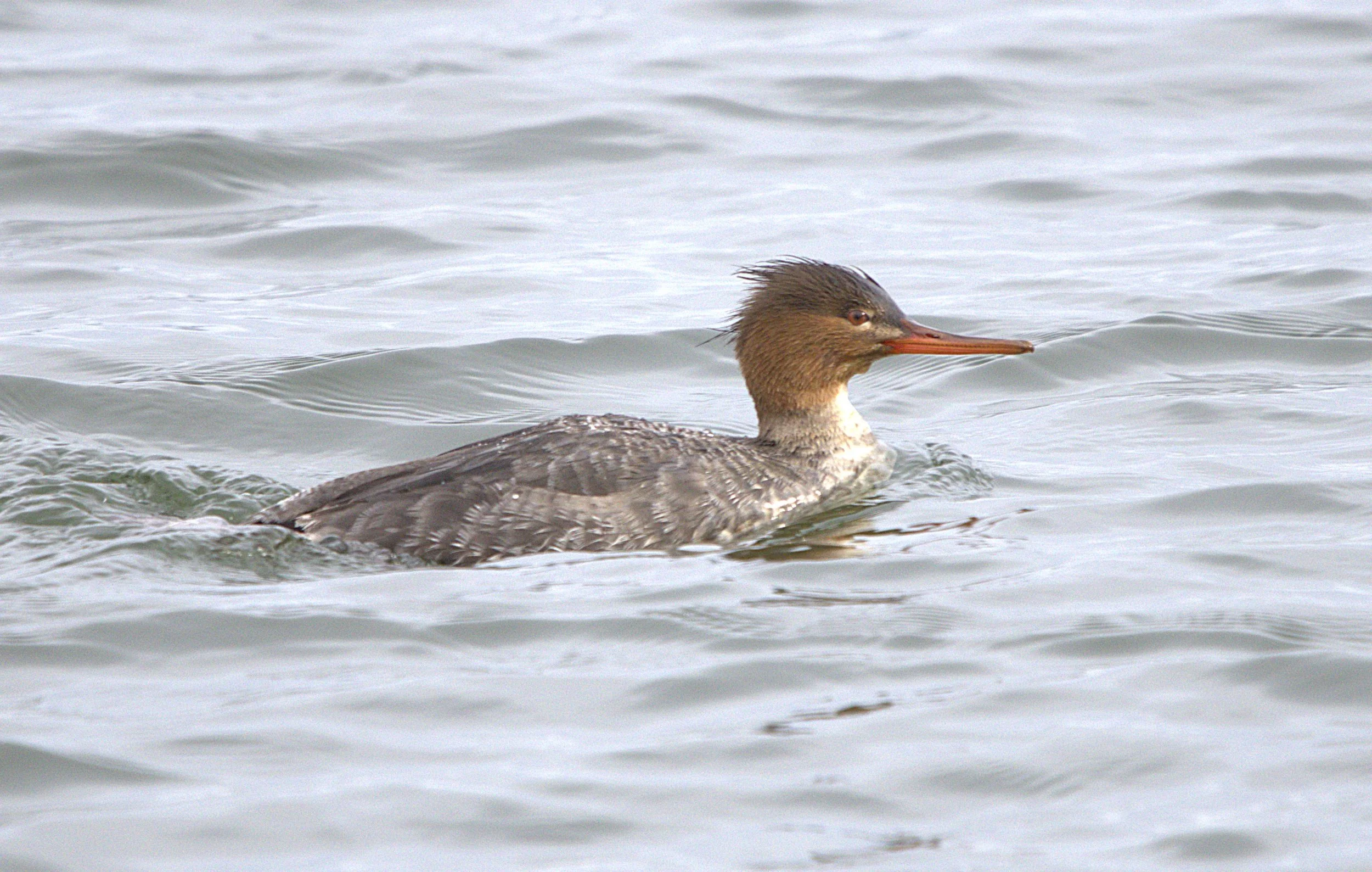 W Red-Breasted Merganser.jpg