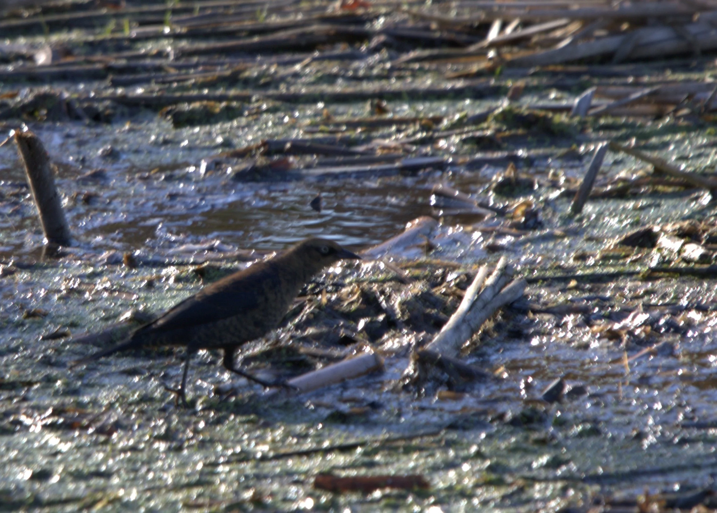 G Rusty Blackbird.jpg